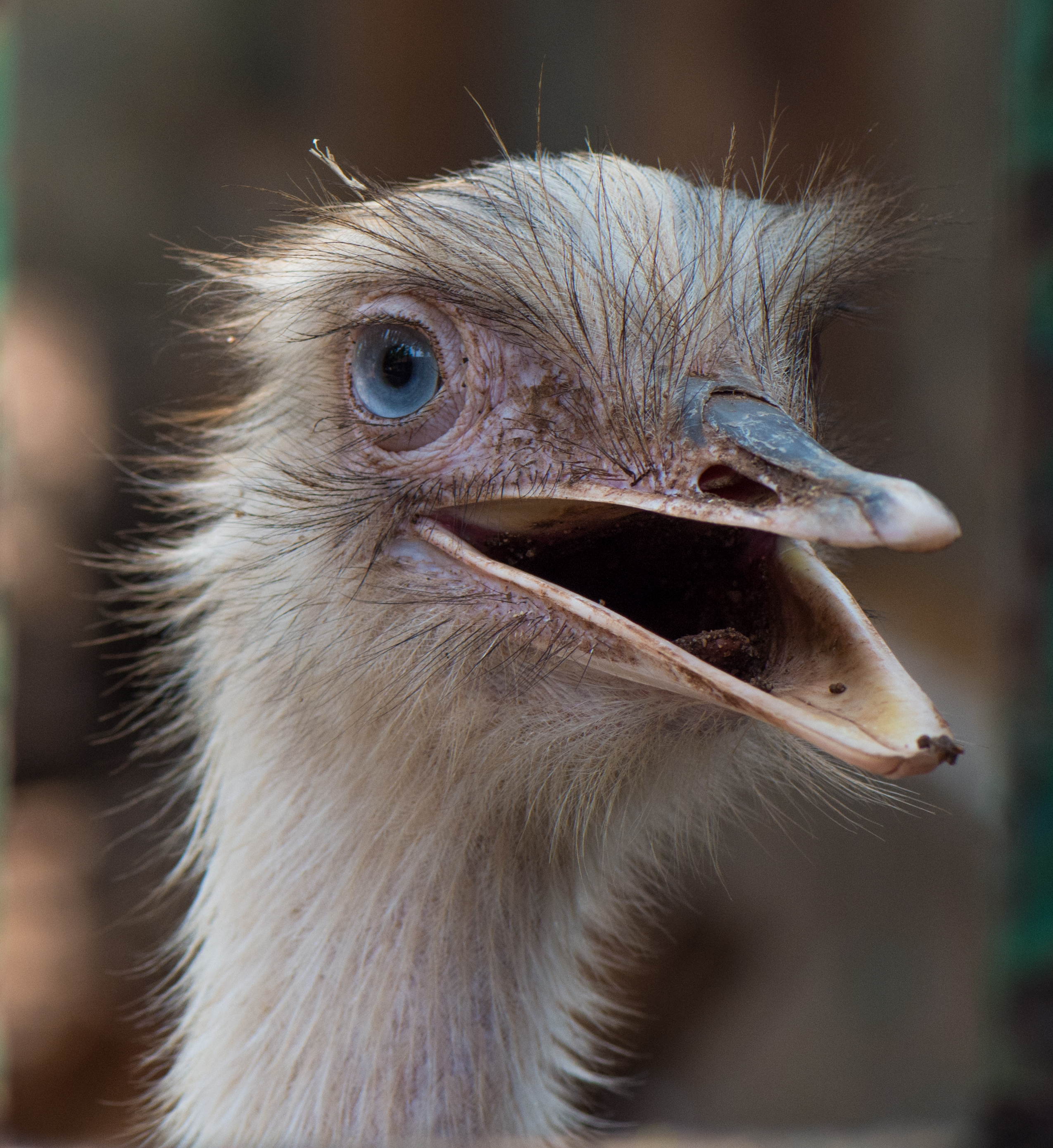 The-greater-rhea-close-up-head-shot