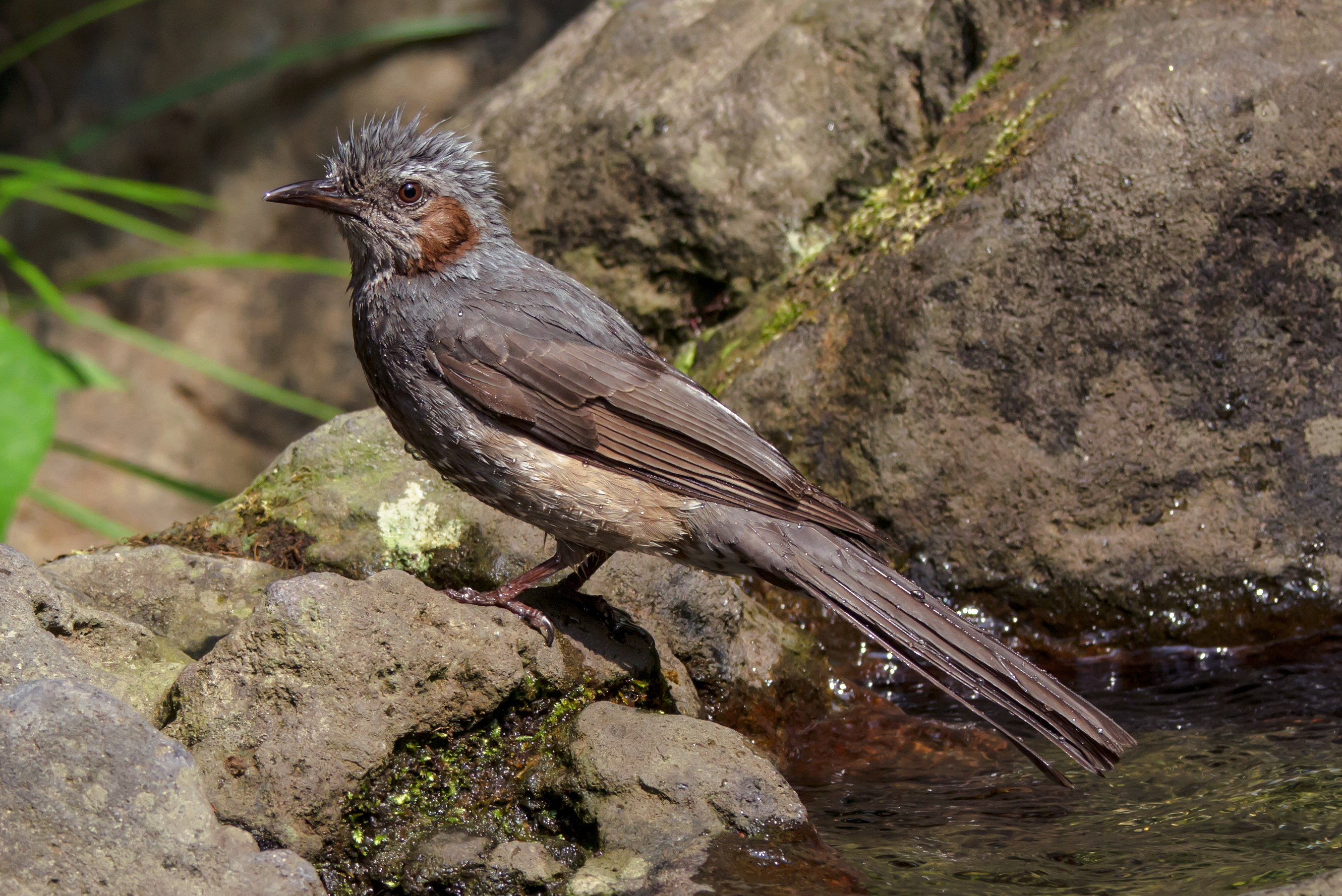 The brown-eared bulbul after playing with water