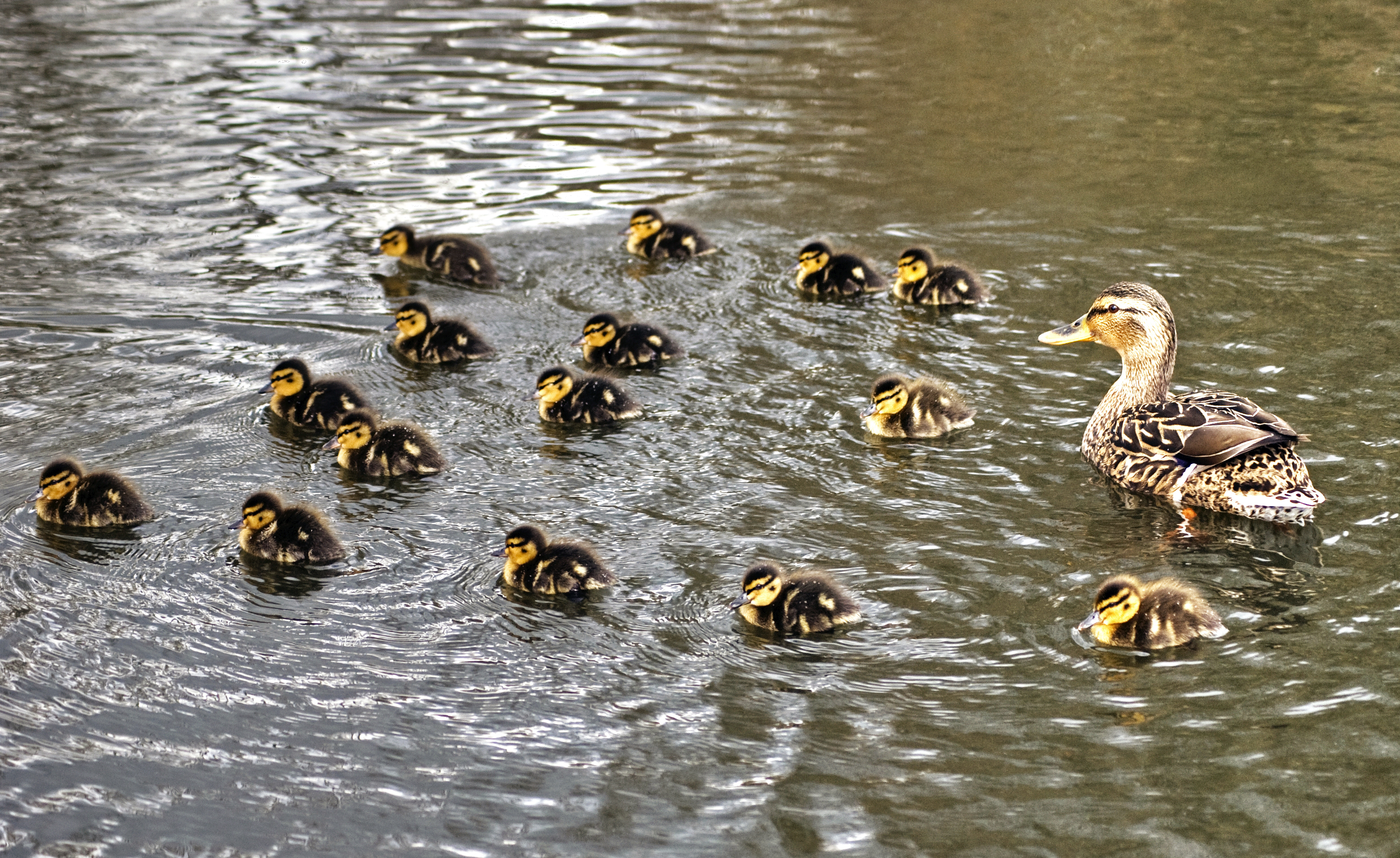 The family (7347439968)