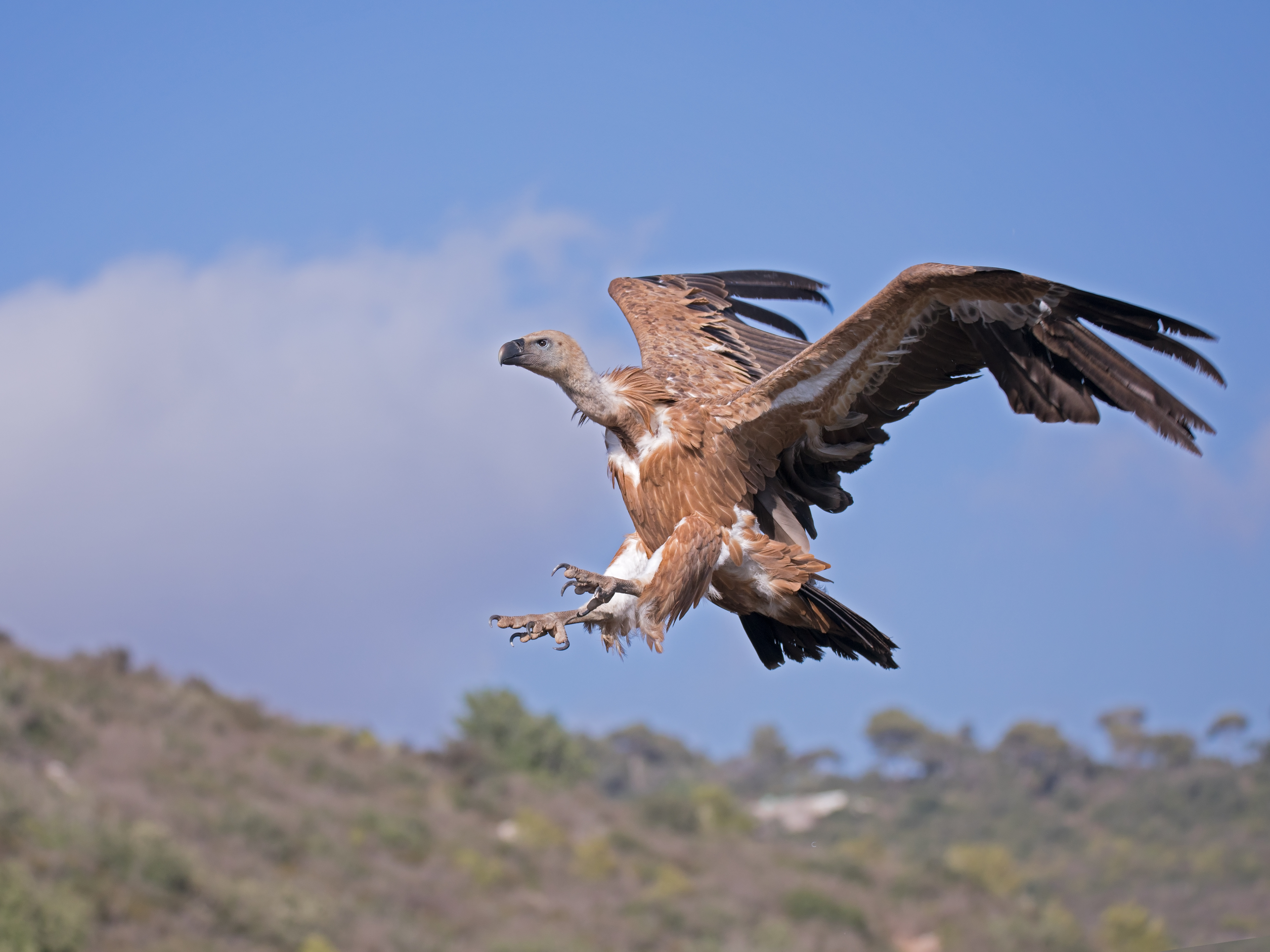 The flight of a griffon