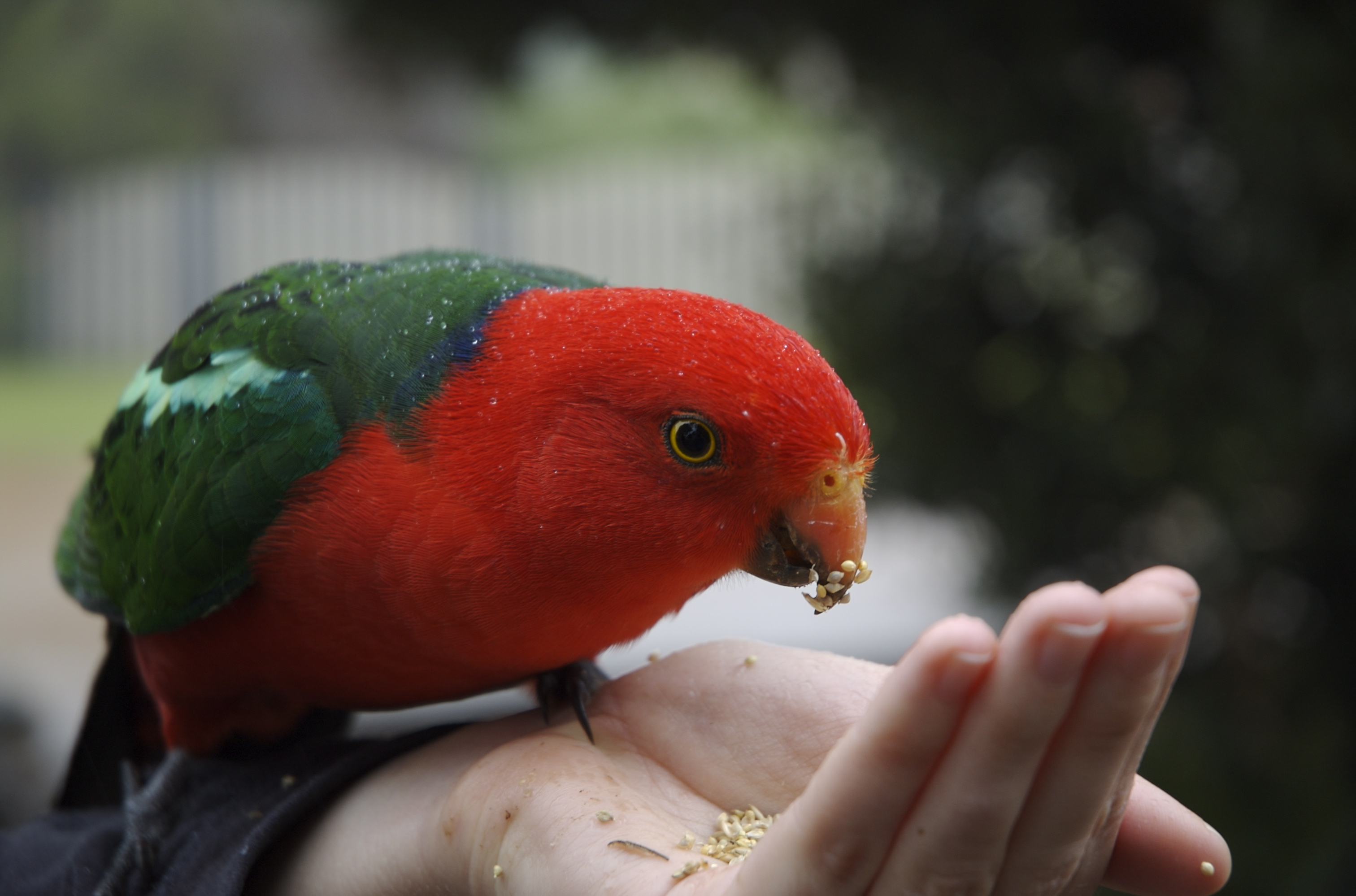 The King Parrot (1)