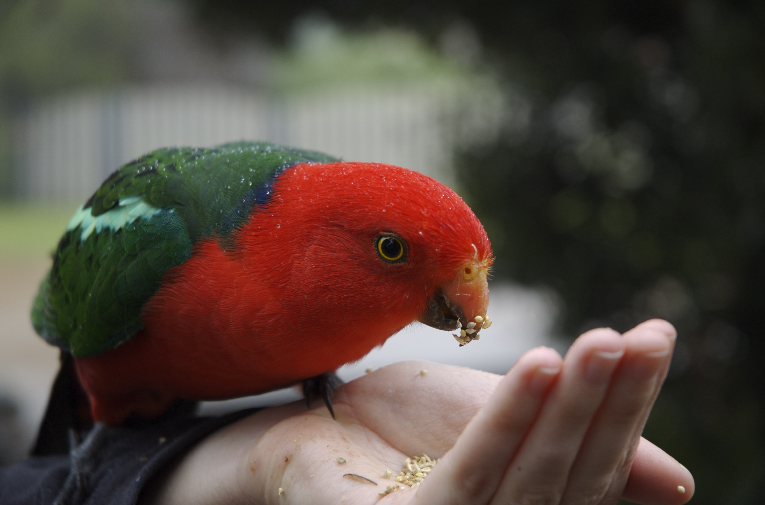 The King Parrot (1)