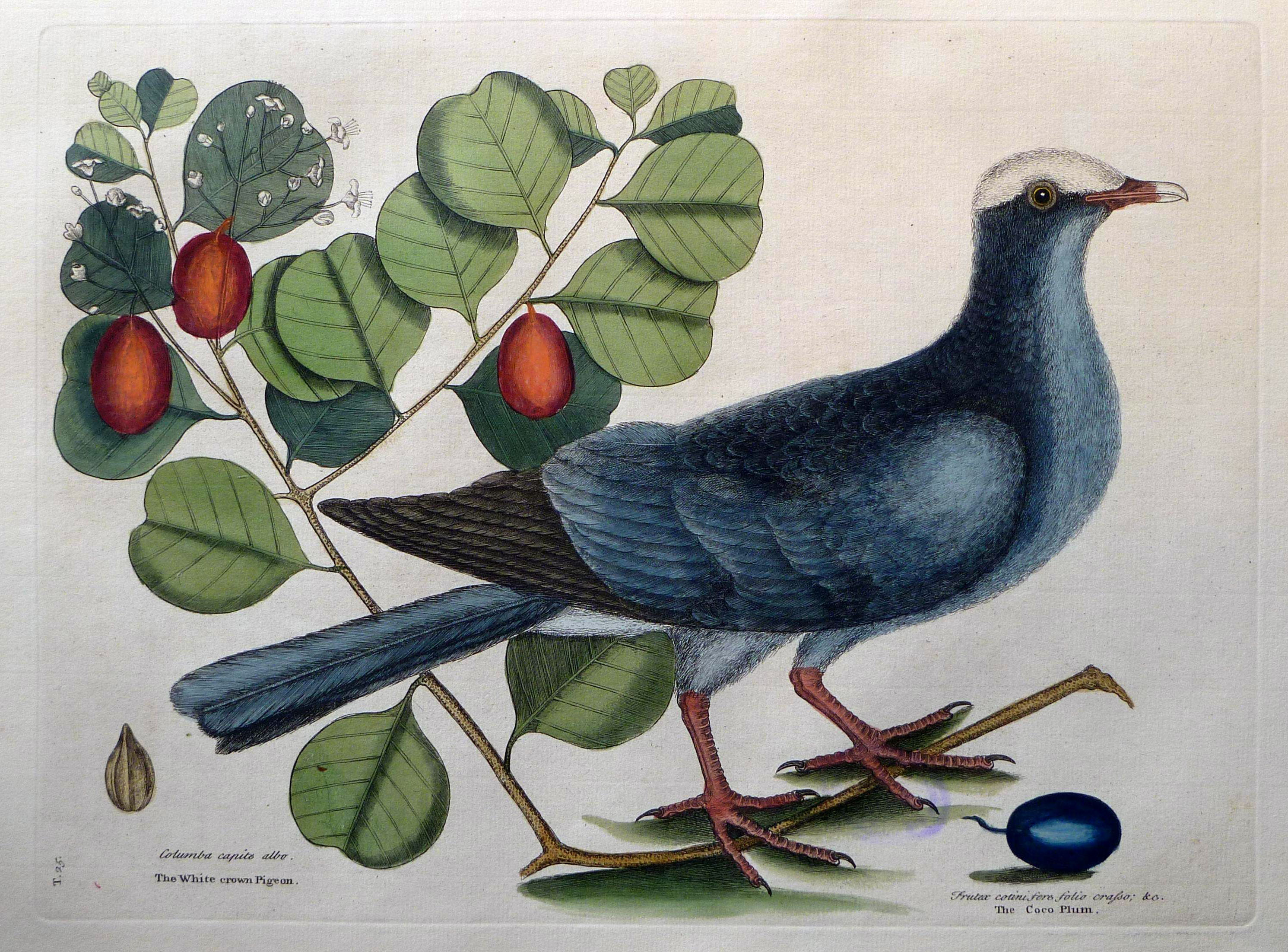 The natural history of Carolina, Florida, and the Bahama Islands, 1754 Columba capite albo. Frutex cotinifere folio crafso &c. - The White crown Pigeon (19119531843)