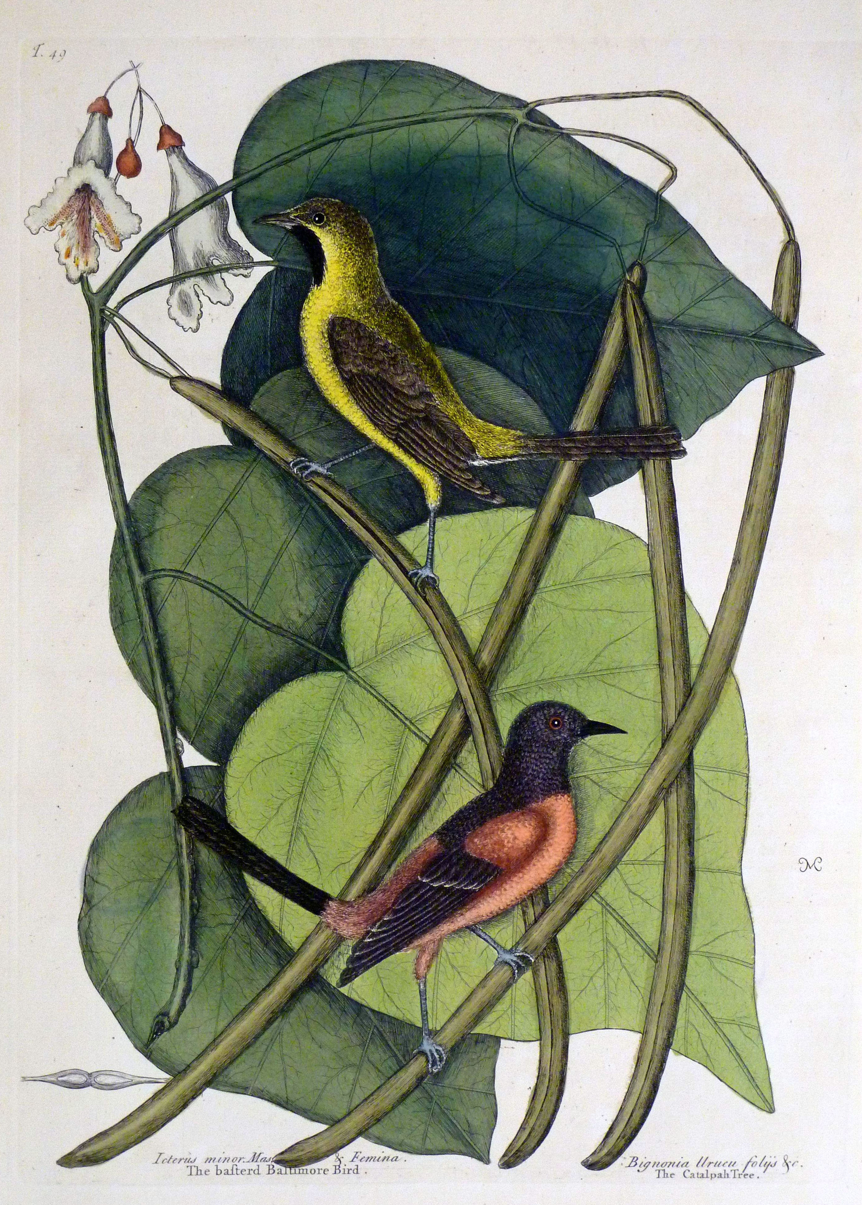 The natural history of Carolina, Florida, and the Bahama Islands, 1754 Icterus minor. Mas. & Femina. Bignonia Urucu folijs &c. - The Basterd Baltimore Bird (19740415945)
