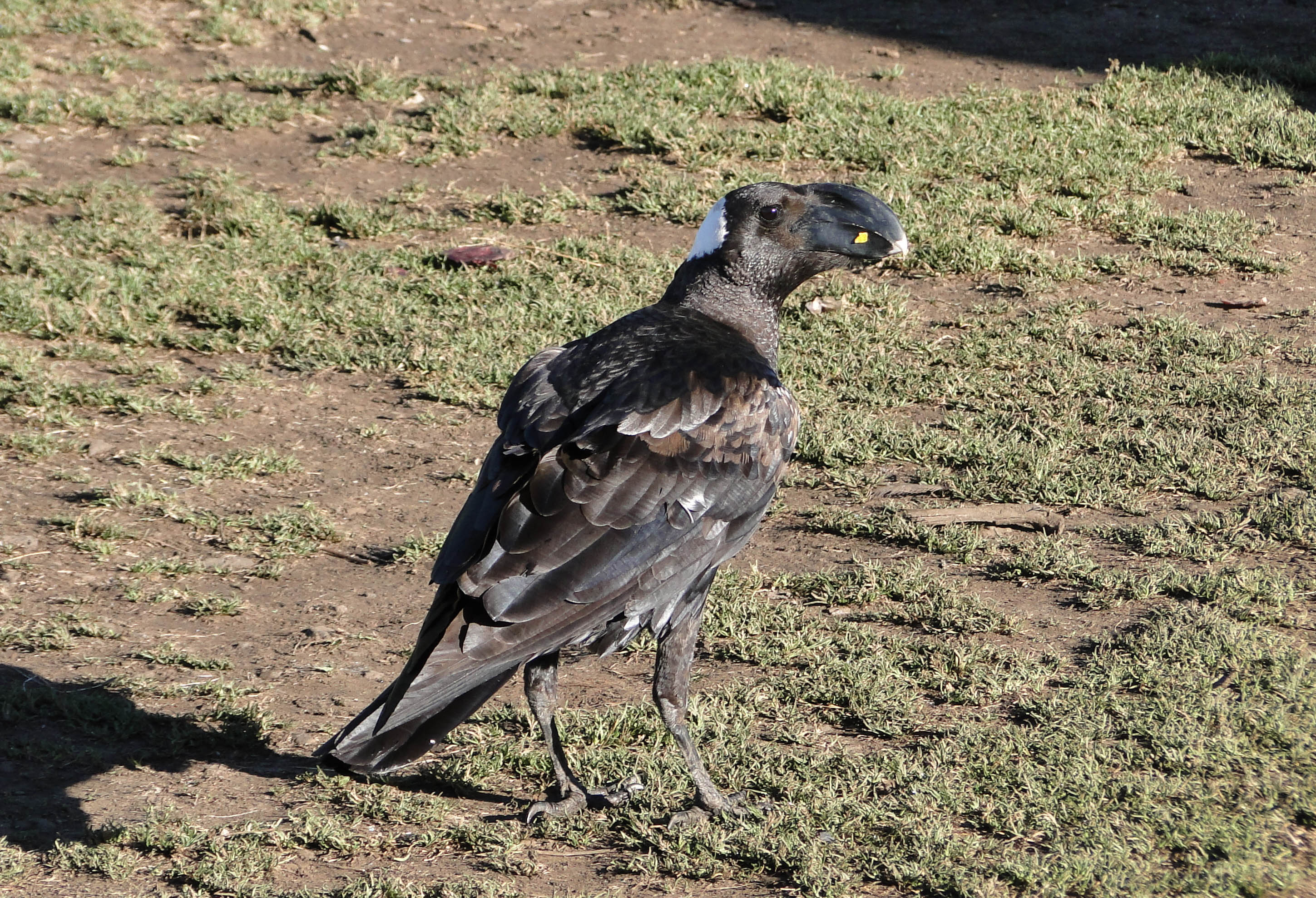 Thick-billed Raven 01