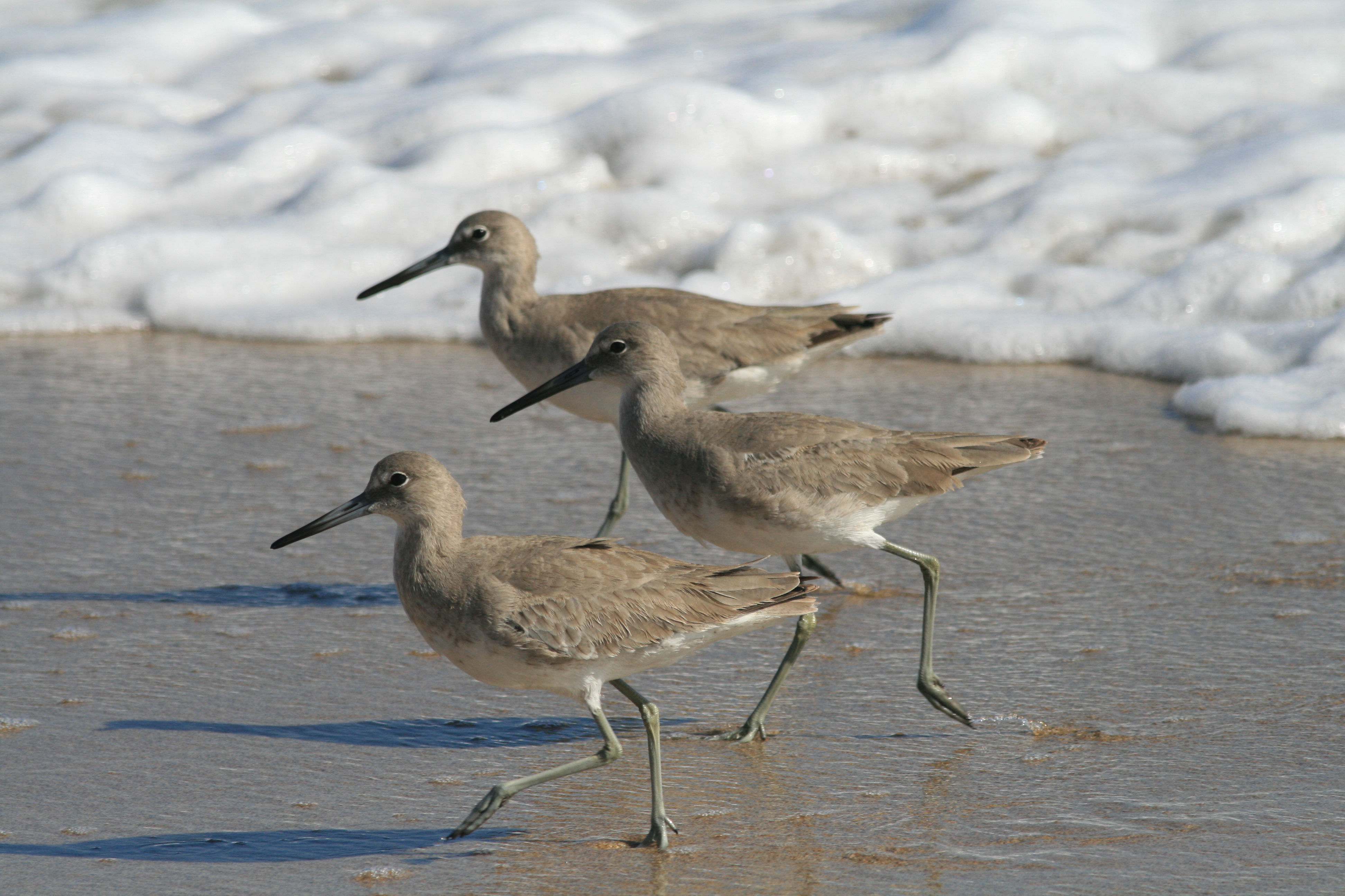 Three birds running