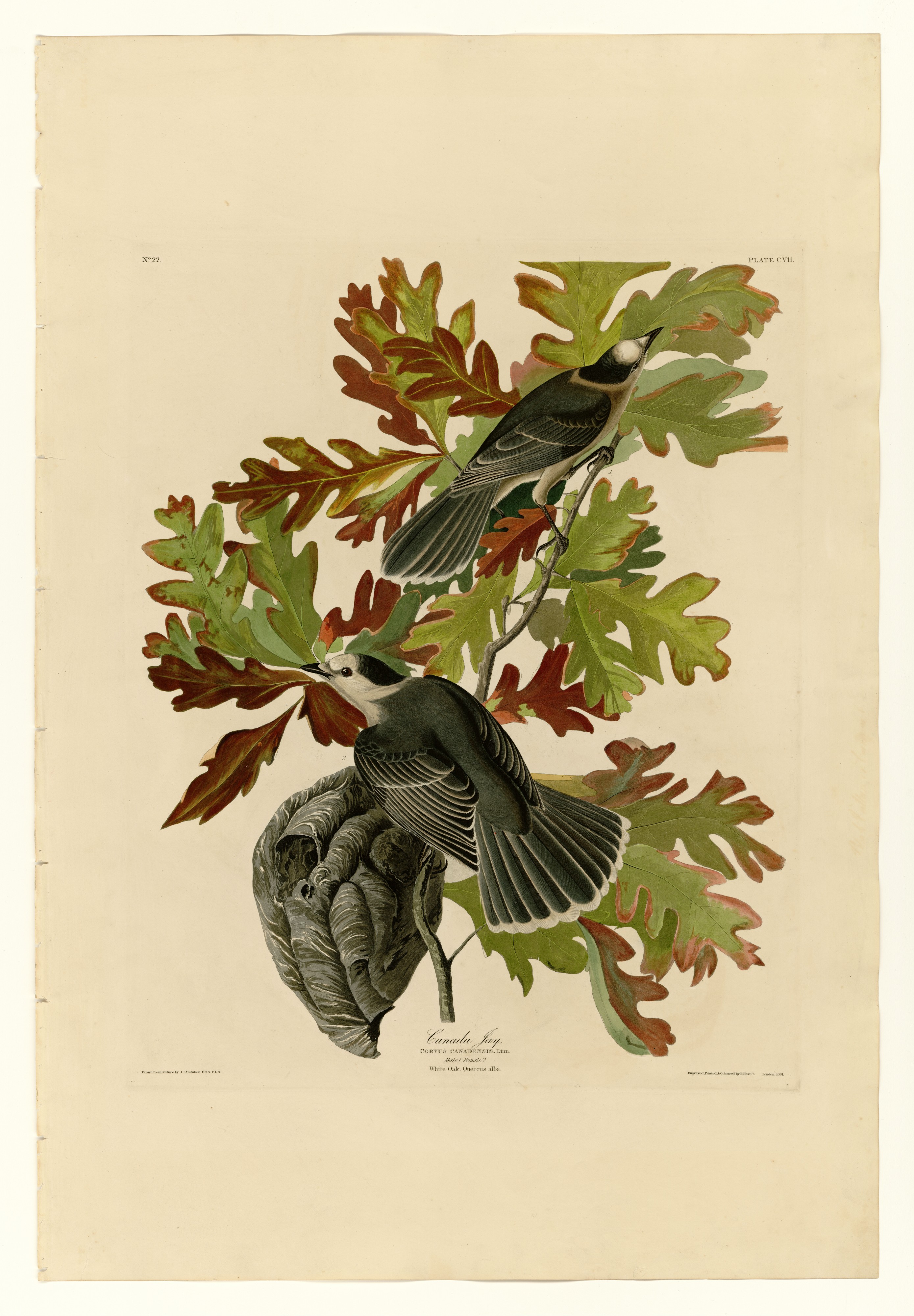 107 Canada Jay