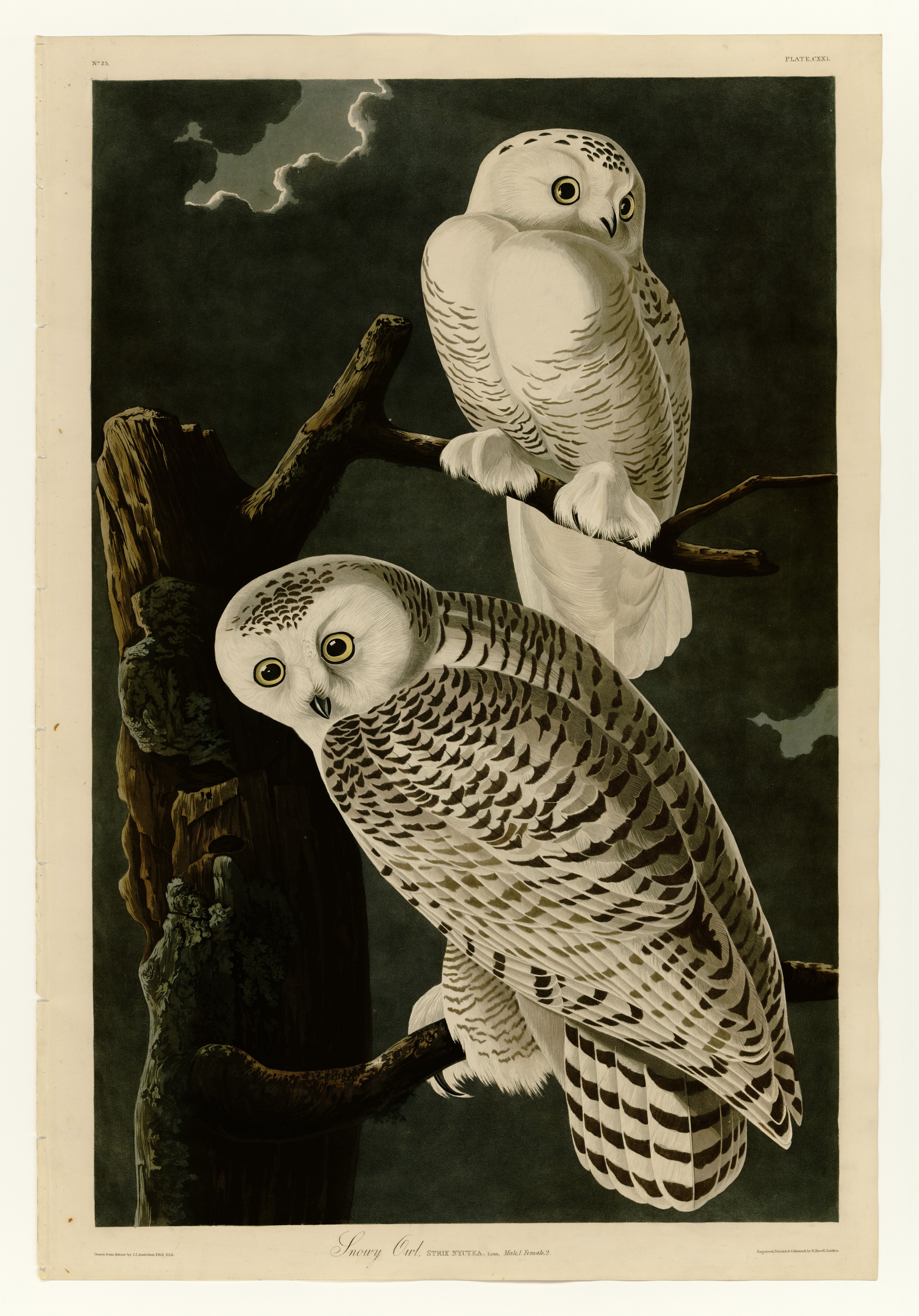 121 Snowy Owl
