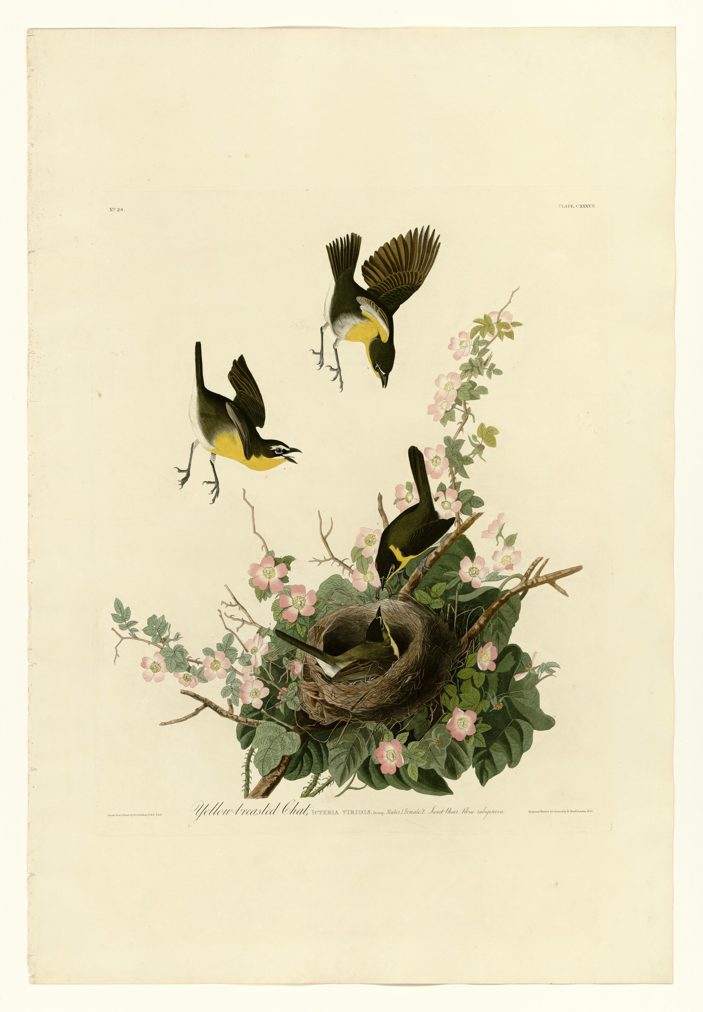 137 Yellow-breasted Chat