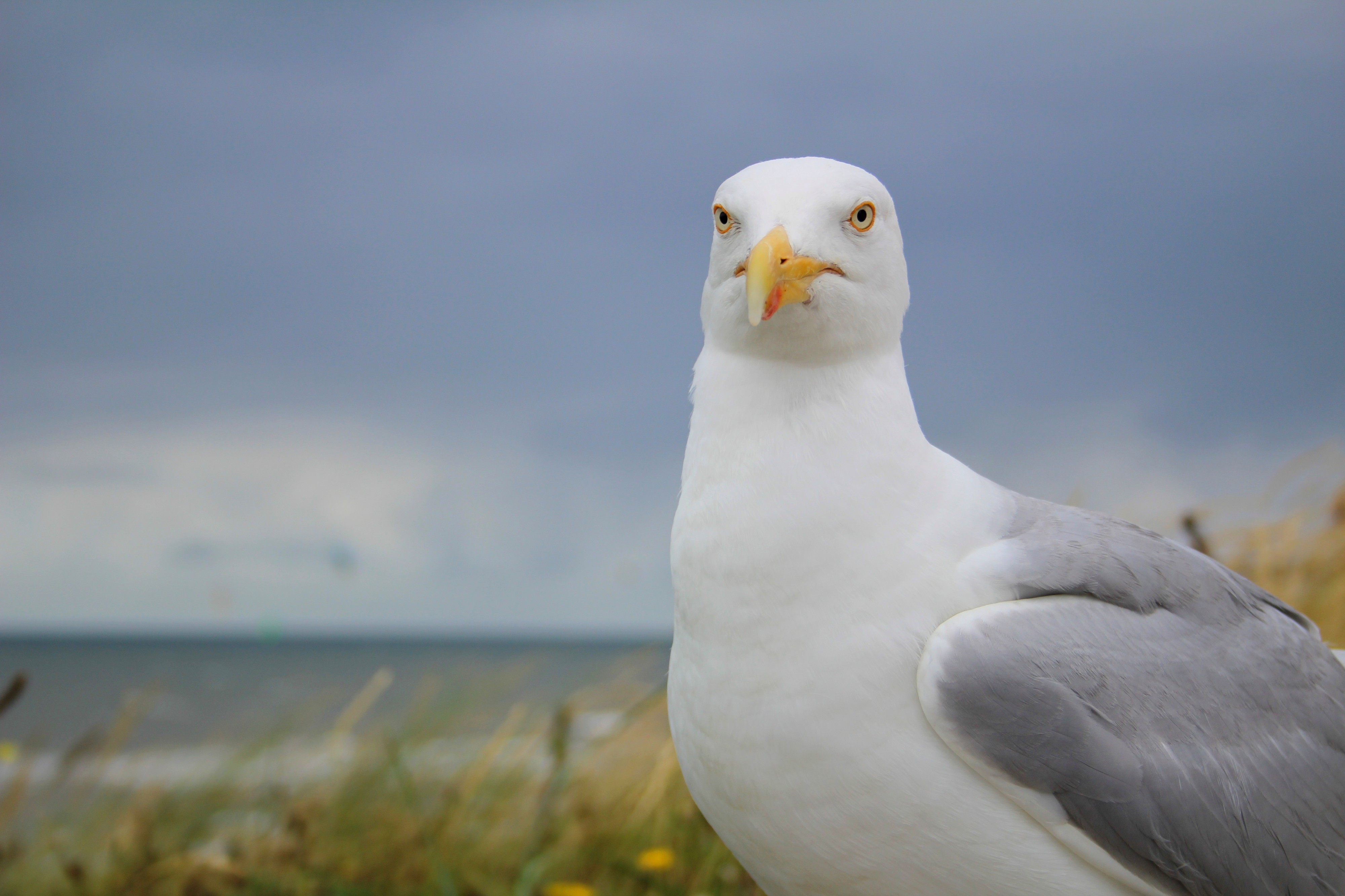 2016-07-27 Seagull in Zandvoort aan Zee (freddy2001)