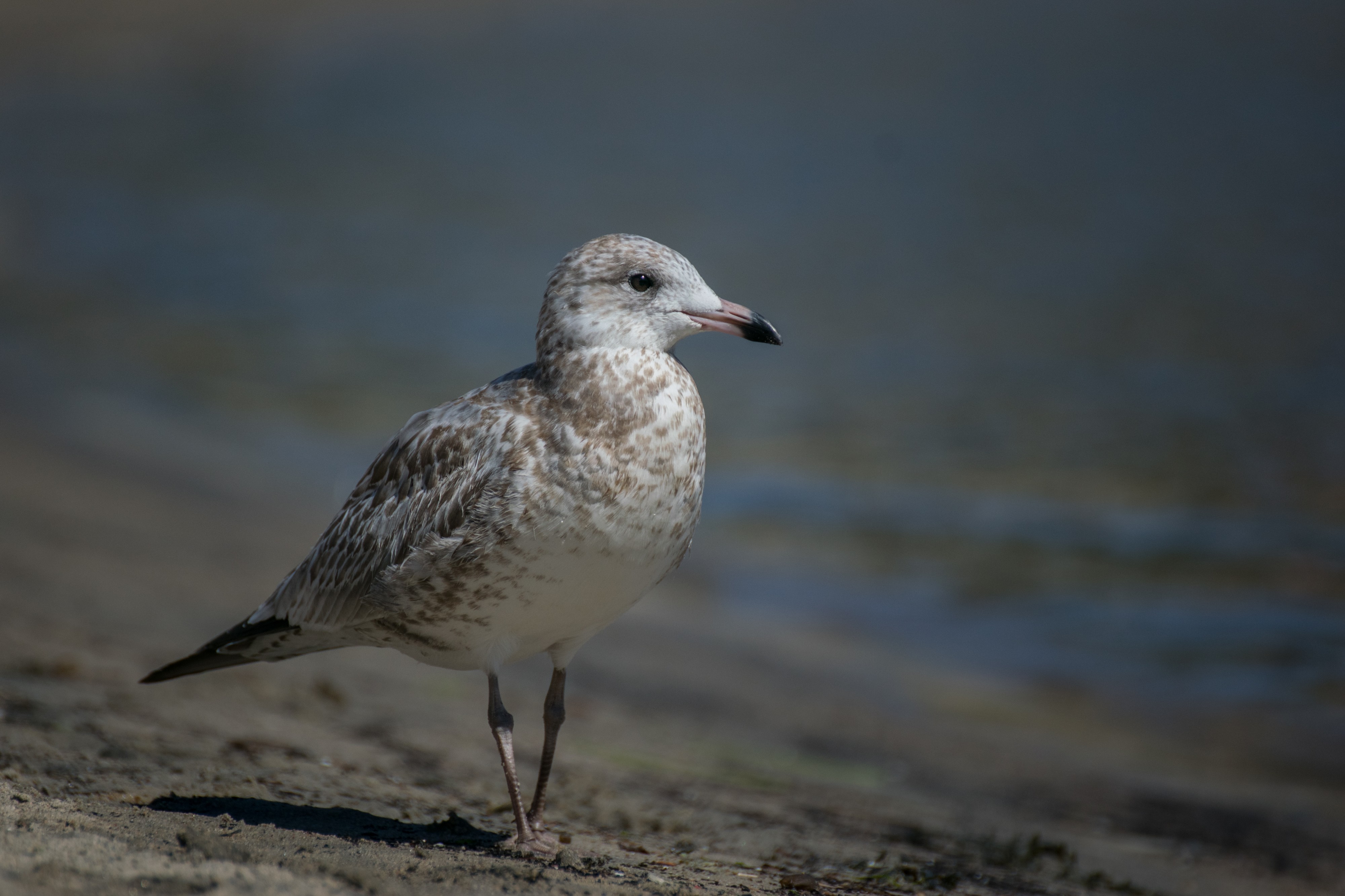 2016-08 Tadoussac bird beach 02