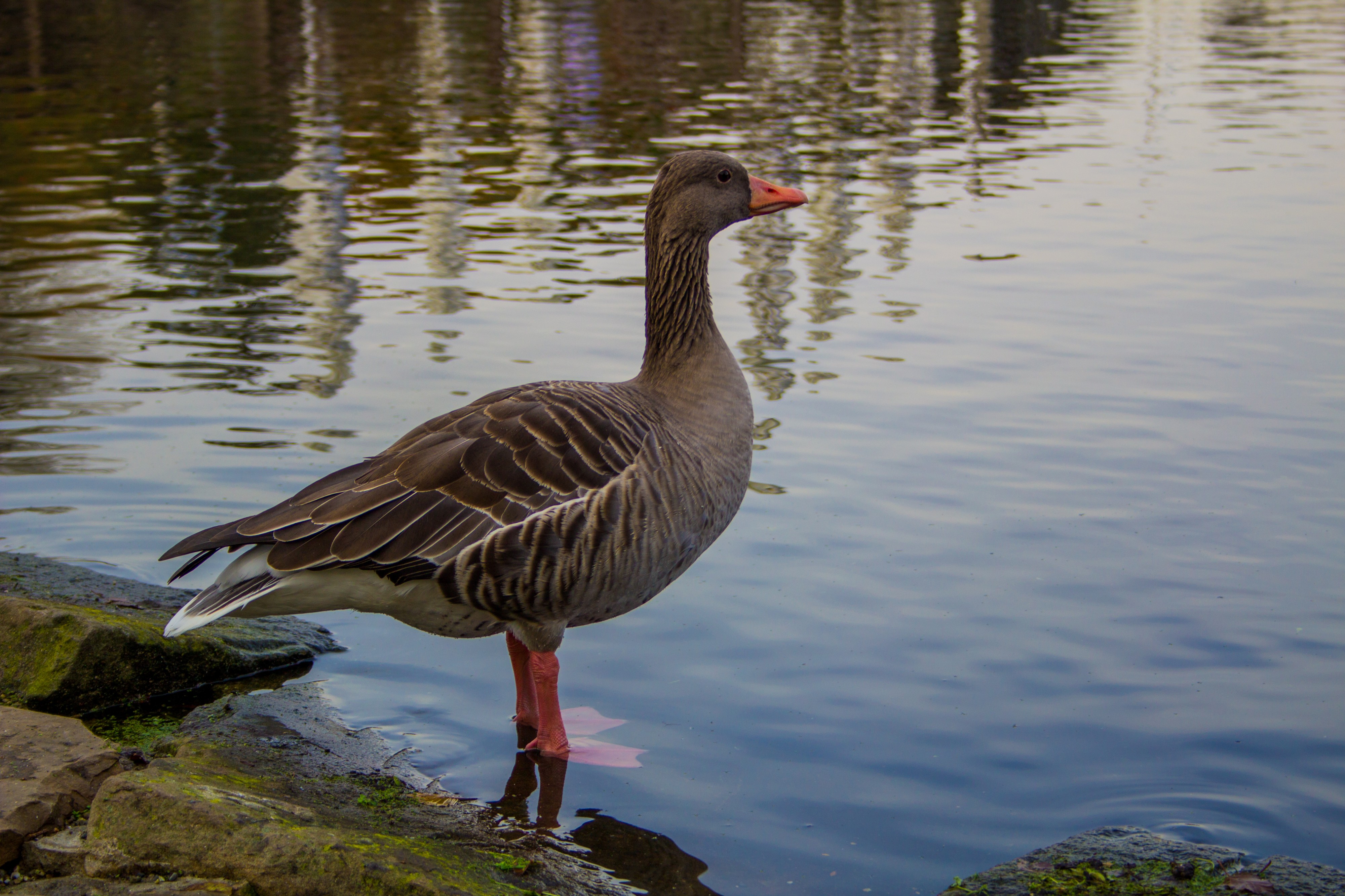 2016-11-01 Borner See, Gans (04) (freddy2001)