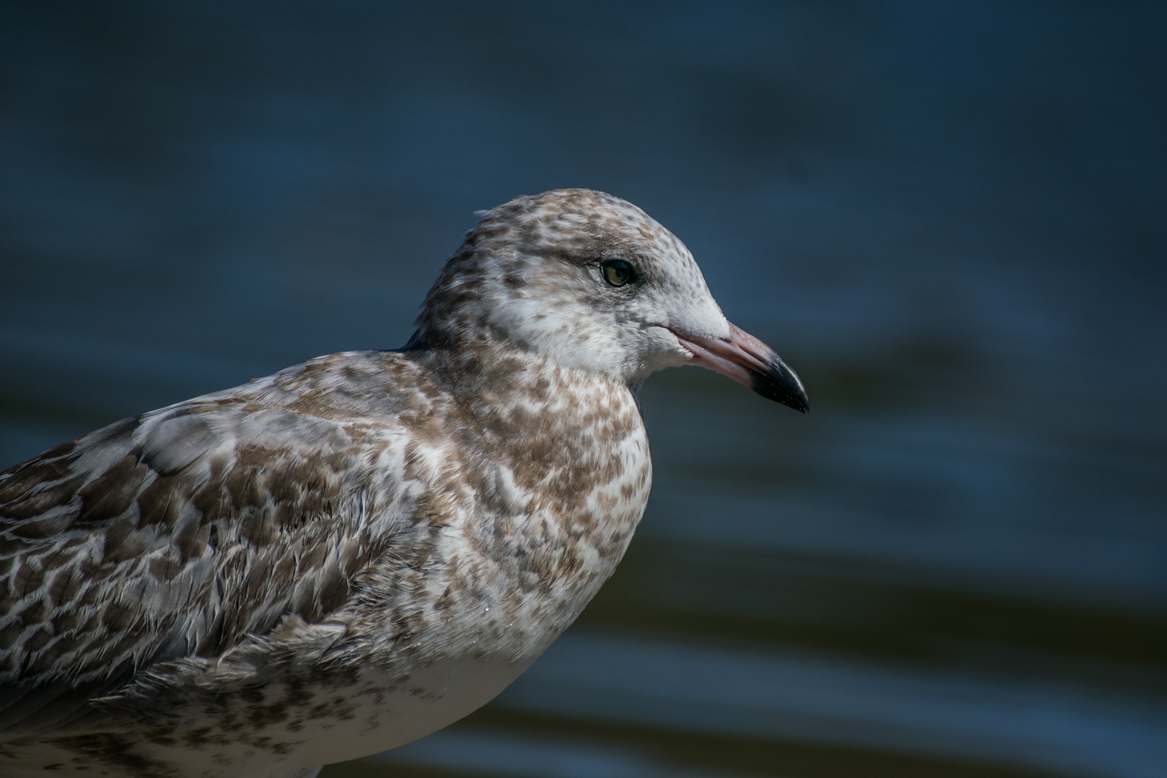 2016-08 Tadoussac bird beach 06