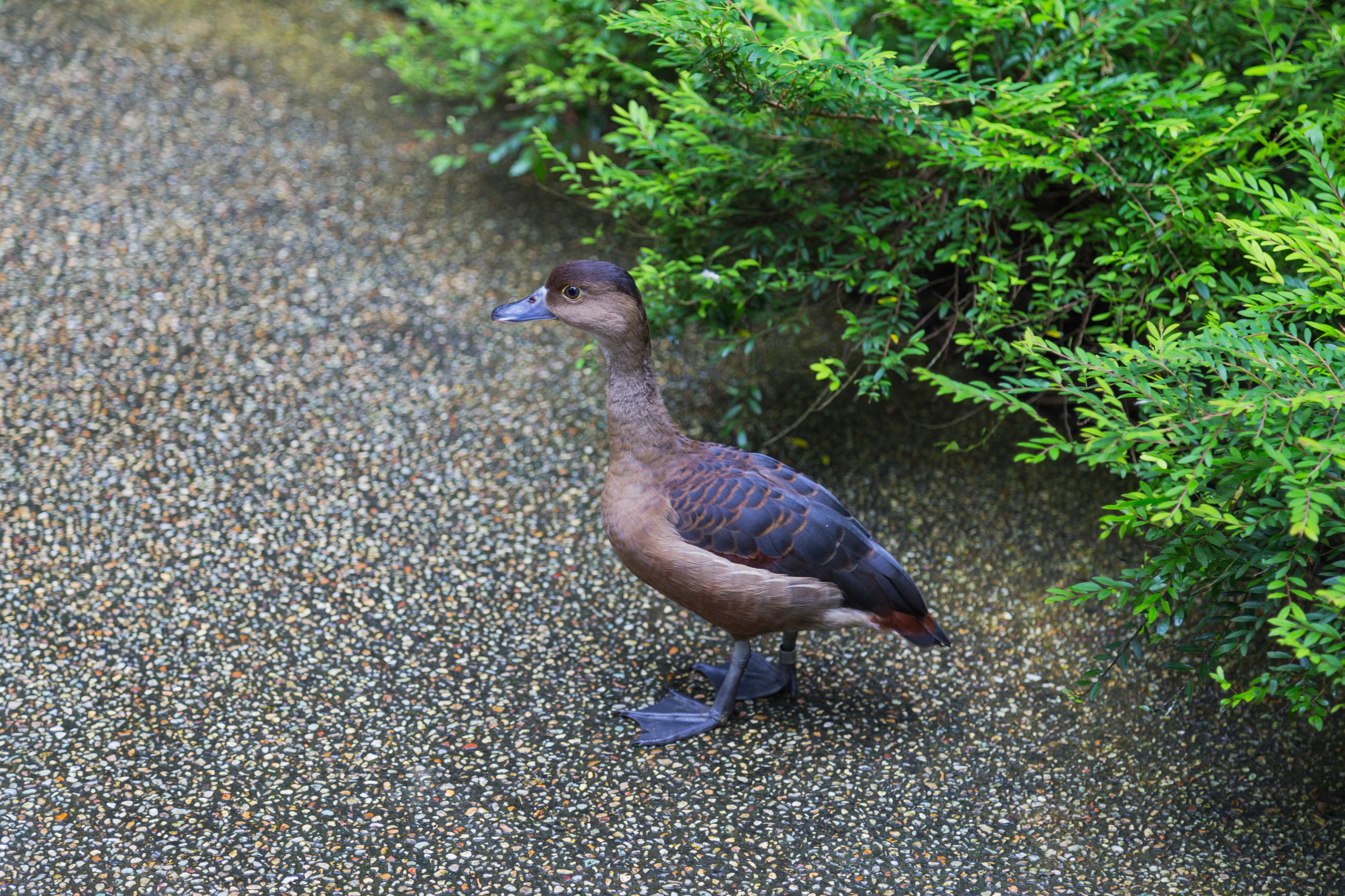 2016 Singapur, Jurong Bird Park (035)