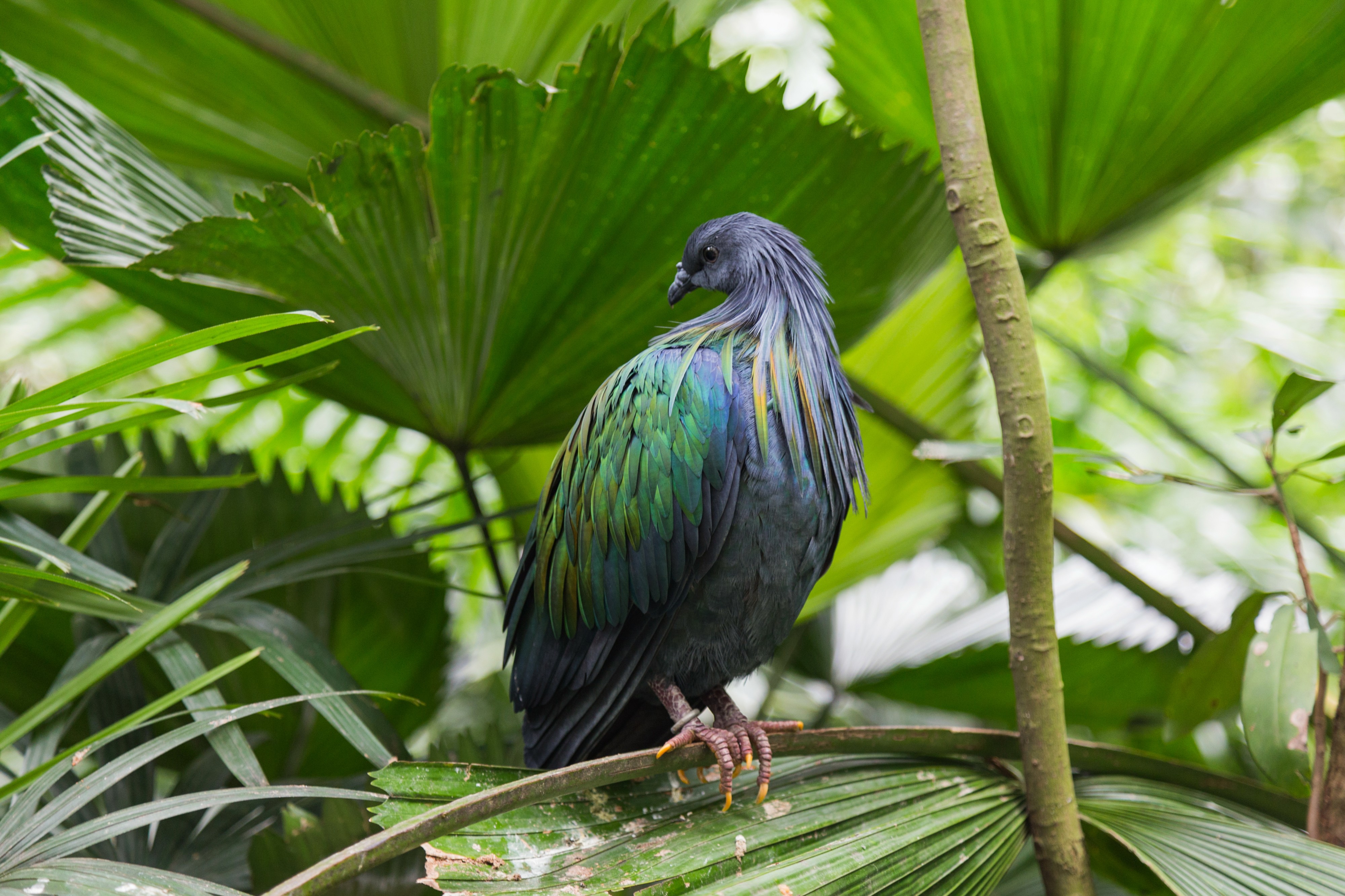 2016 Singapur, Jurong Bird Park (046)