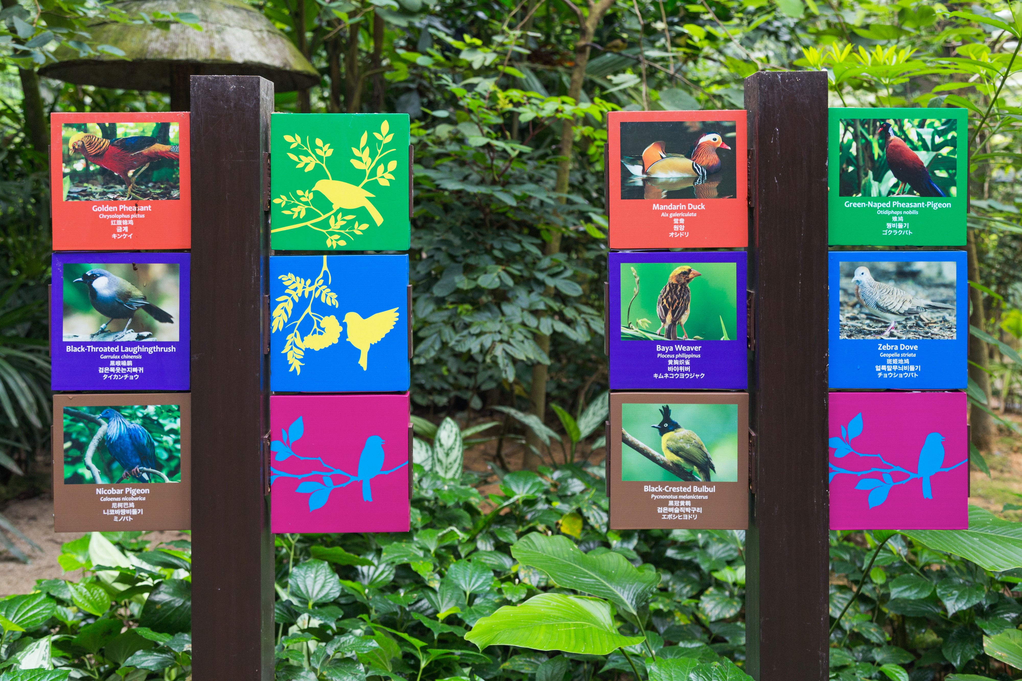 2016 Singapur, Jurong Bird Park (071)