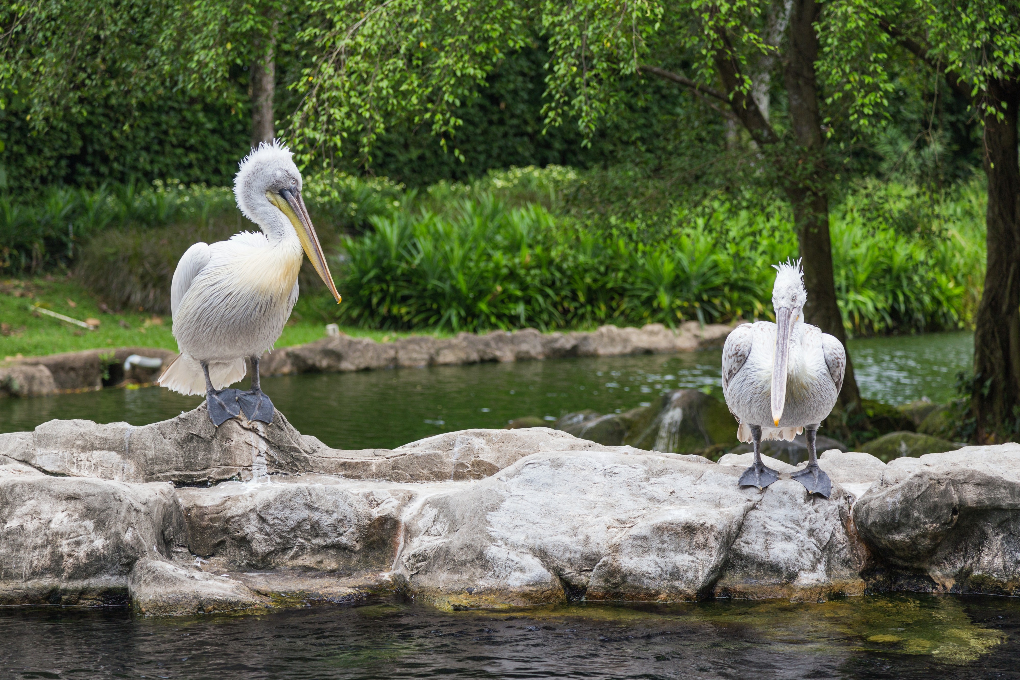 2016 Singapur, Jurong Bird Park (104)