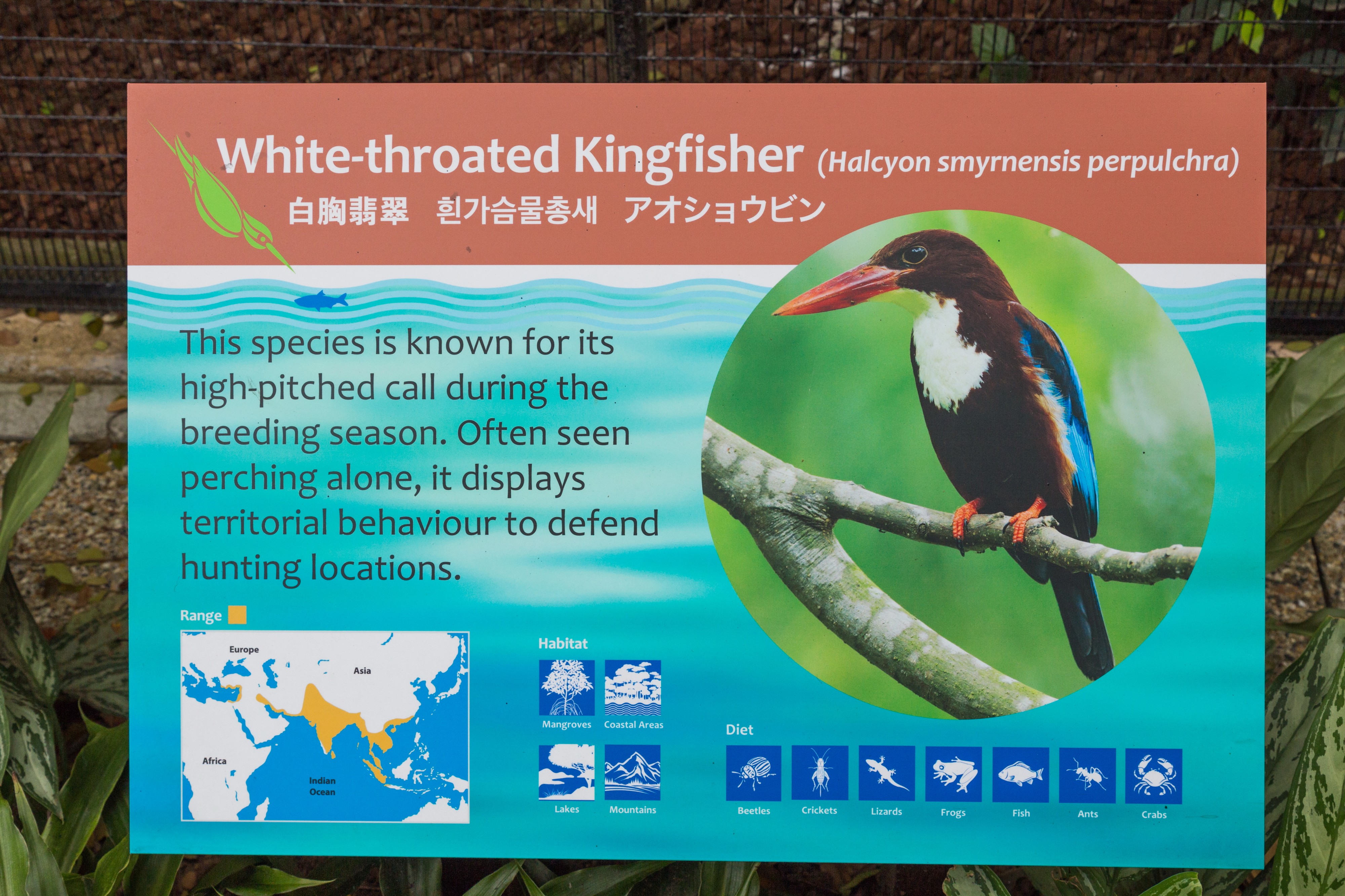 2016 Singapur, Jurong Bird Park (234)