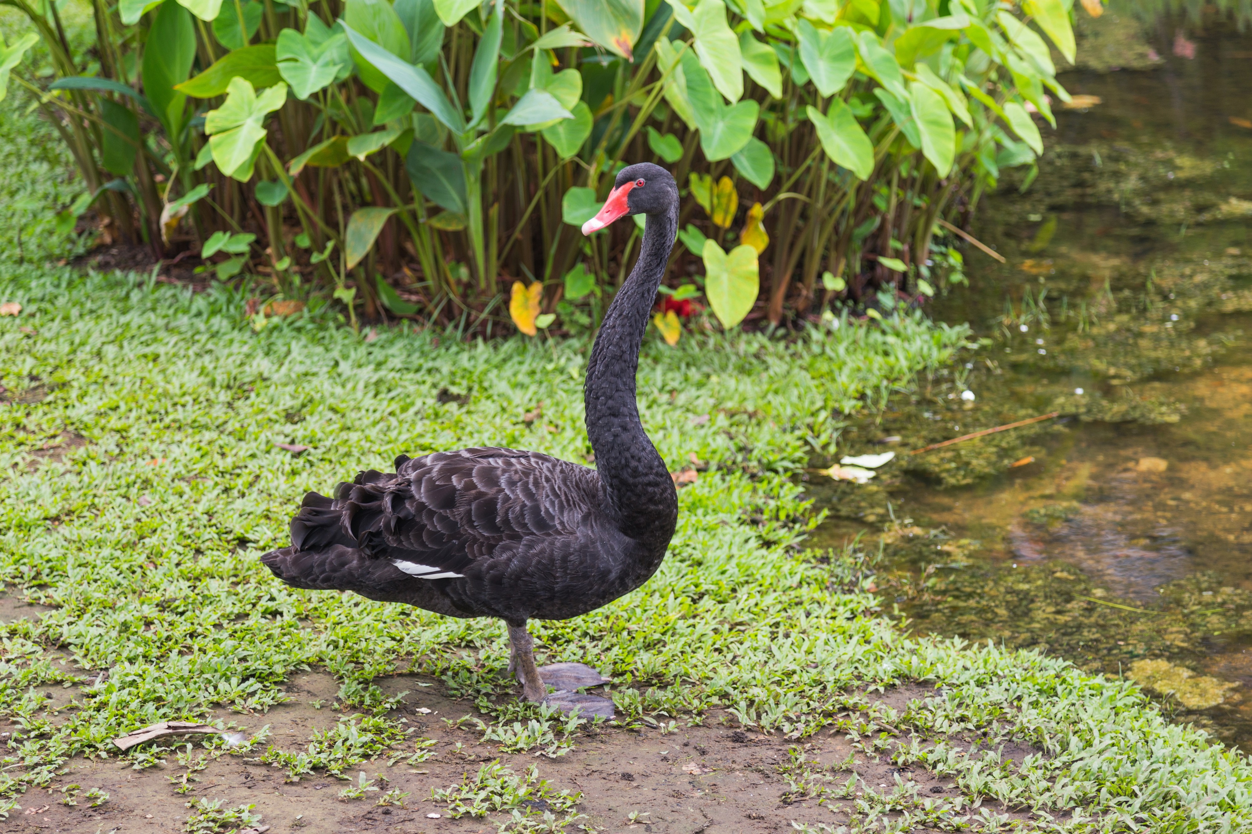 2016 Singapur, Ogrody botaniczne (016)