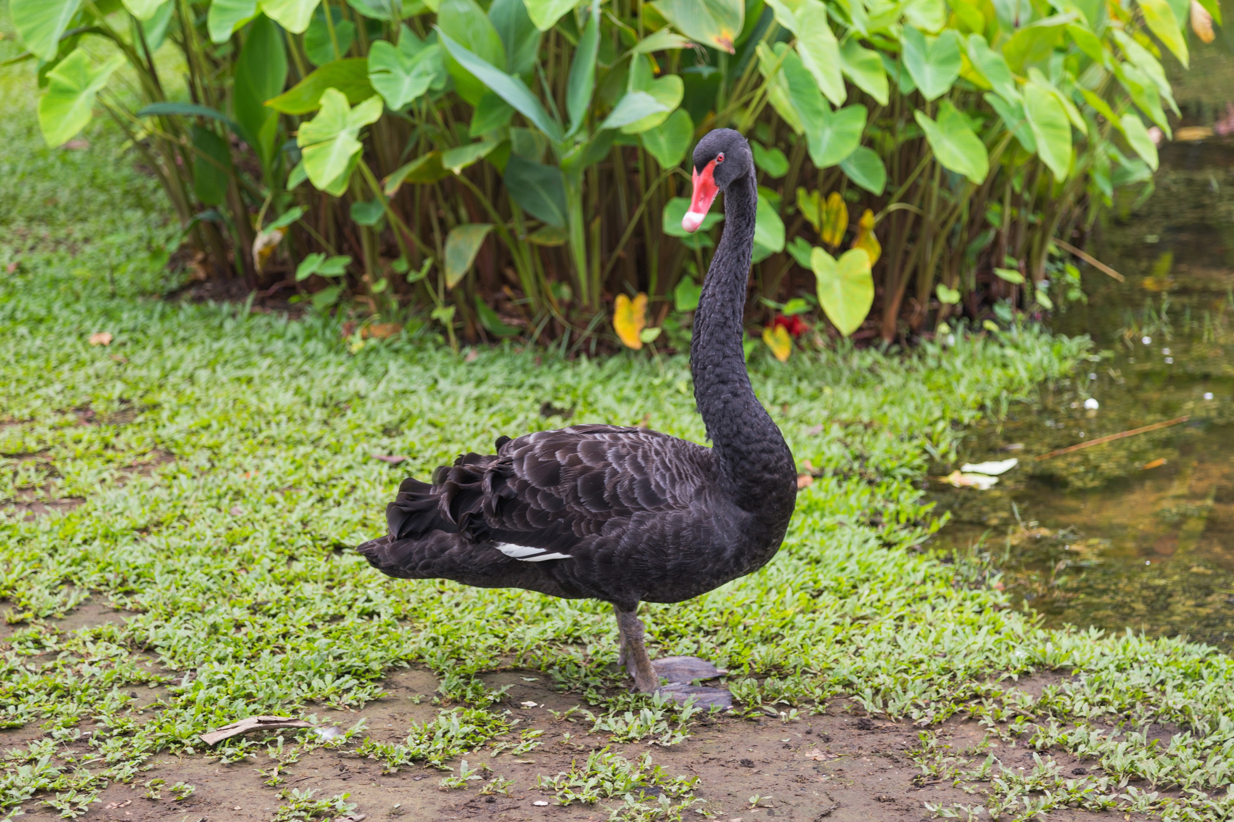 2016 Singapur, Ogrody botaniczne (017)