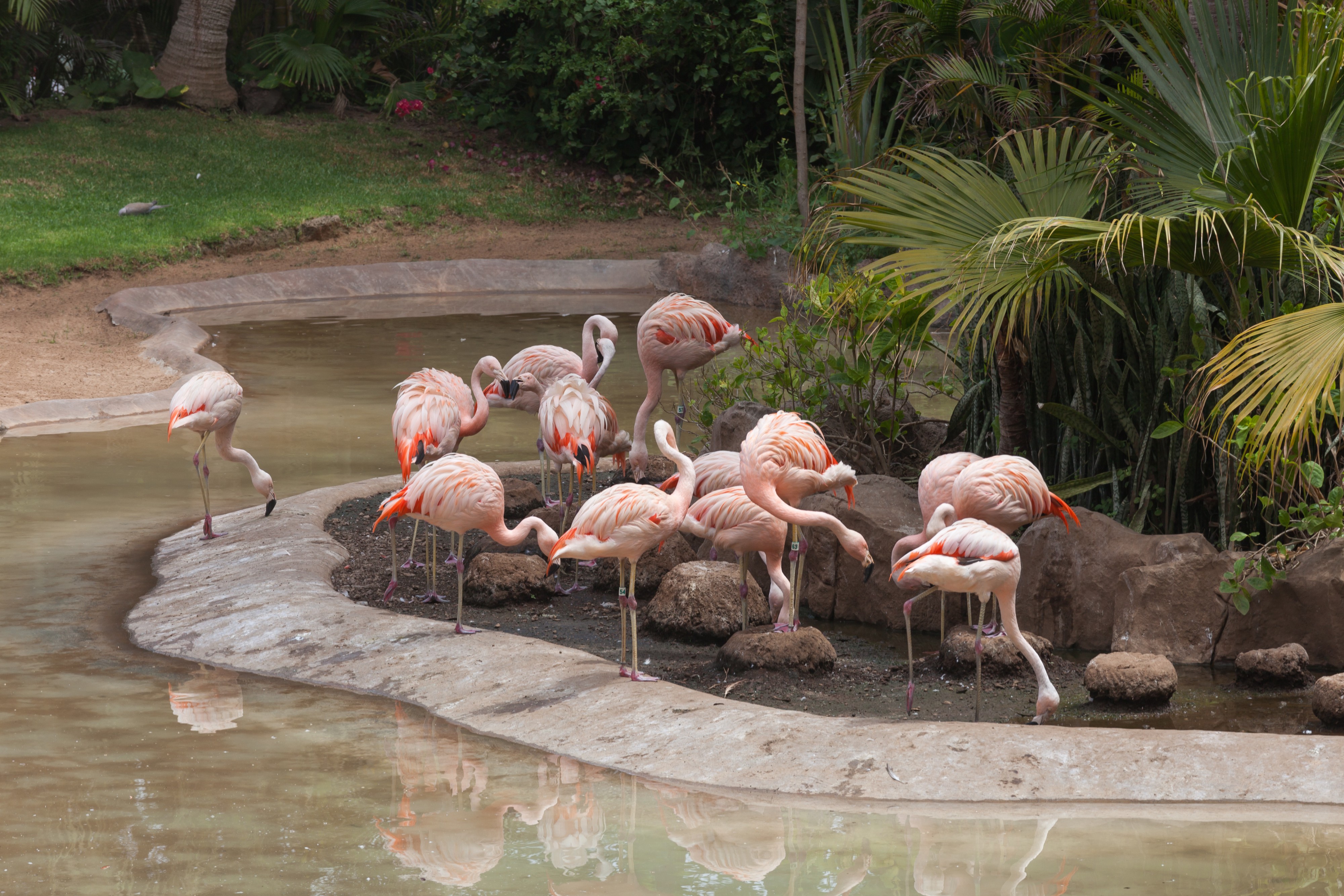 2018. Loro parque. Tenerife-234