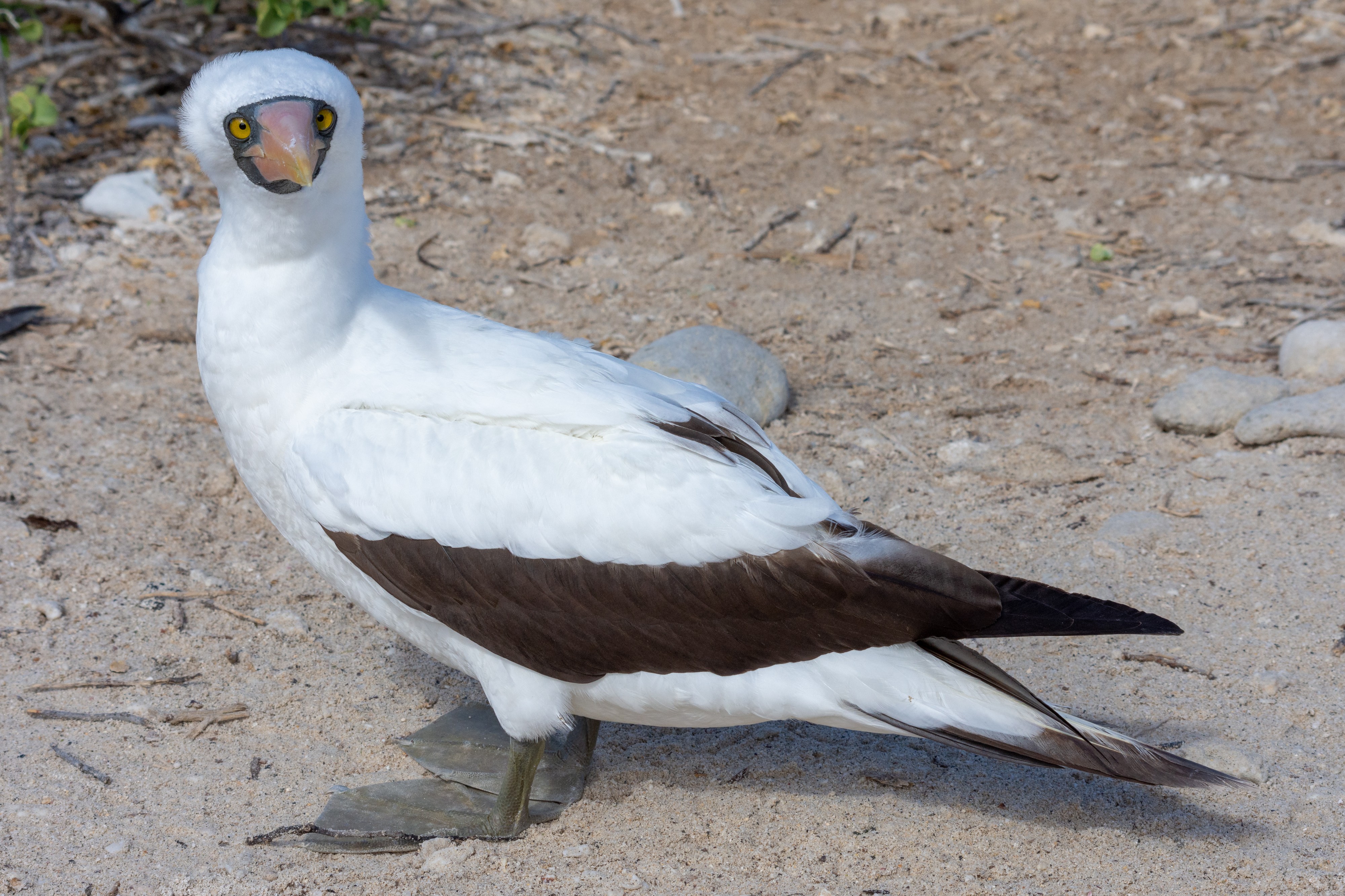 20180807-Nazca booby at Genovesa (9487)