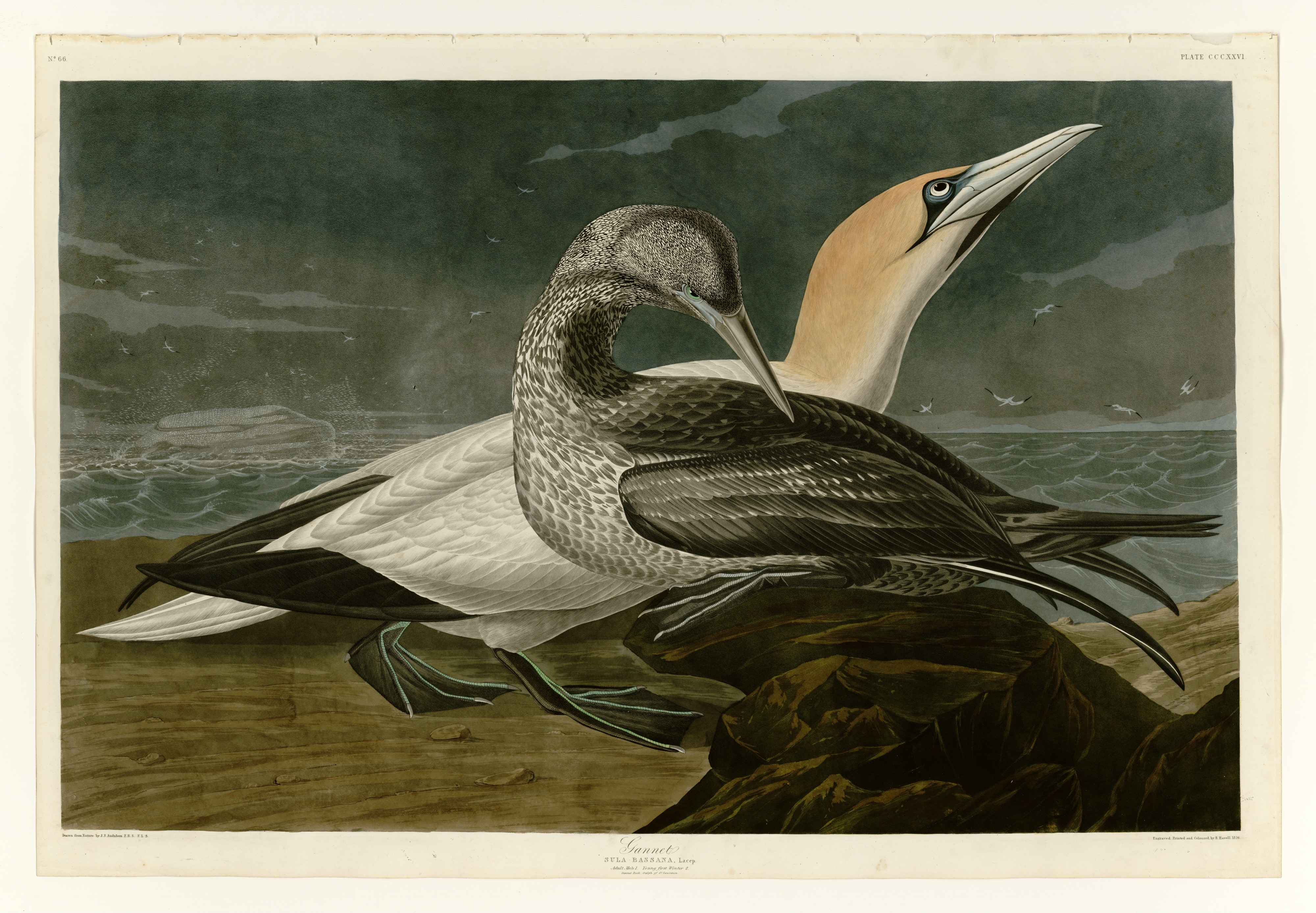 326 Gannet