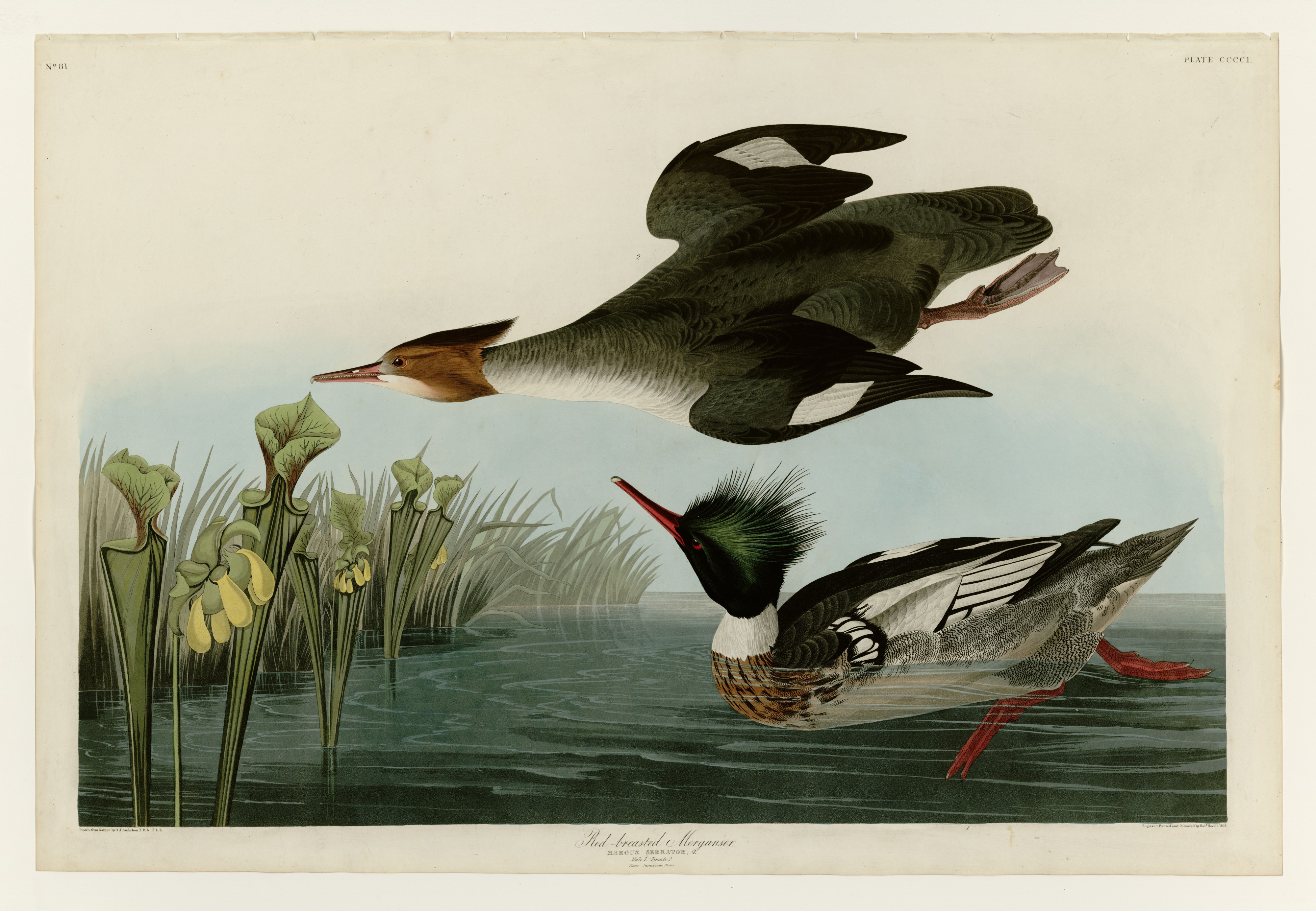 401 Red-breasted Merganser