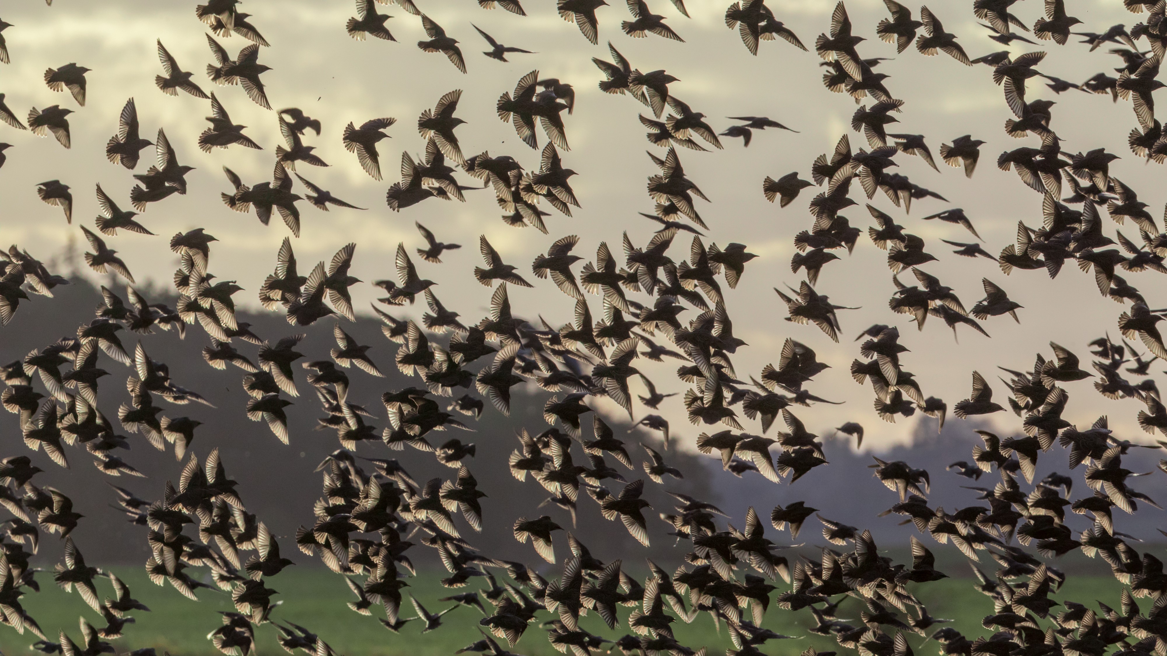 A flock of starlings (Sturnus vulgaris) gather in the evening hours in autumn