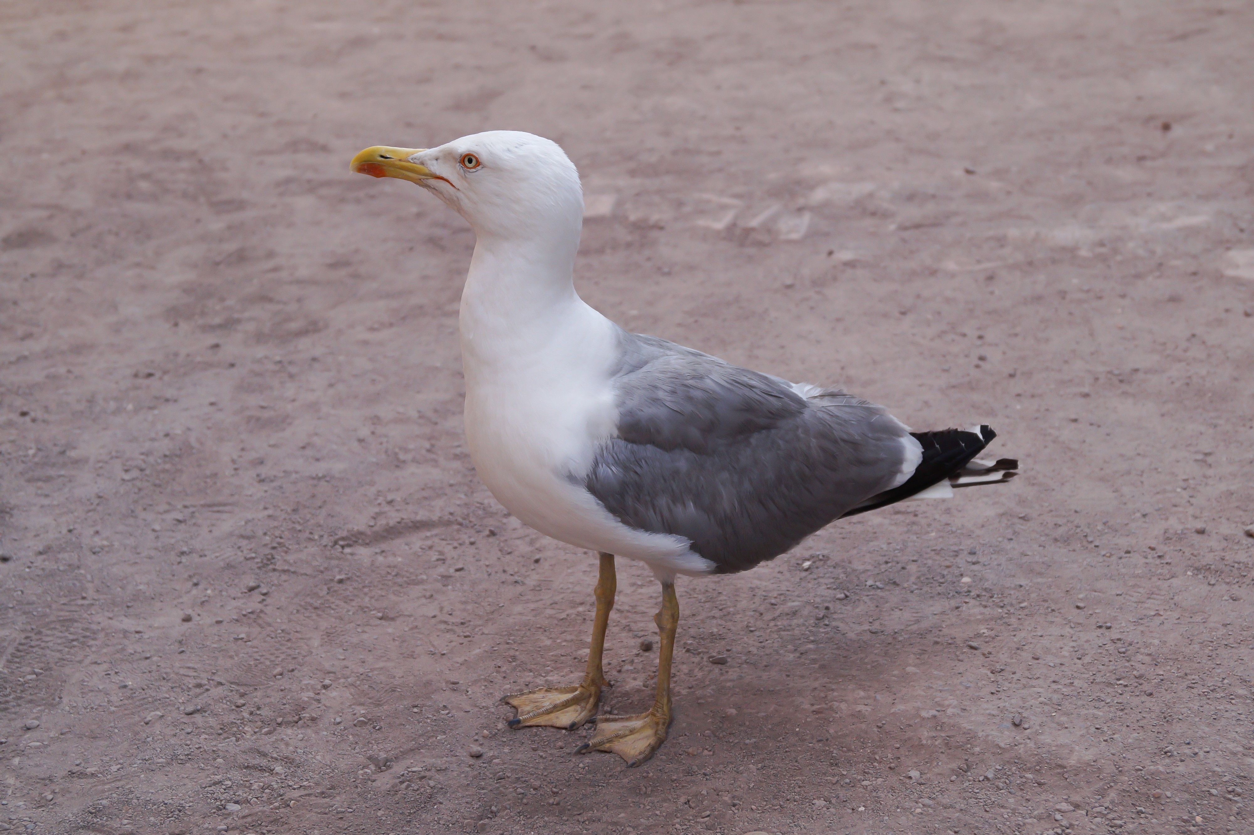 A Seagull in Rome