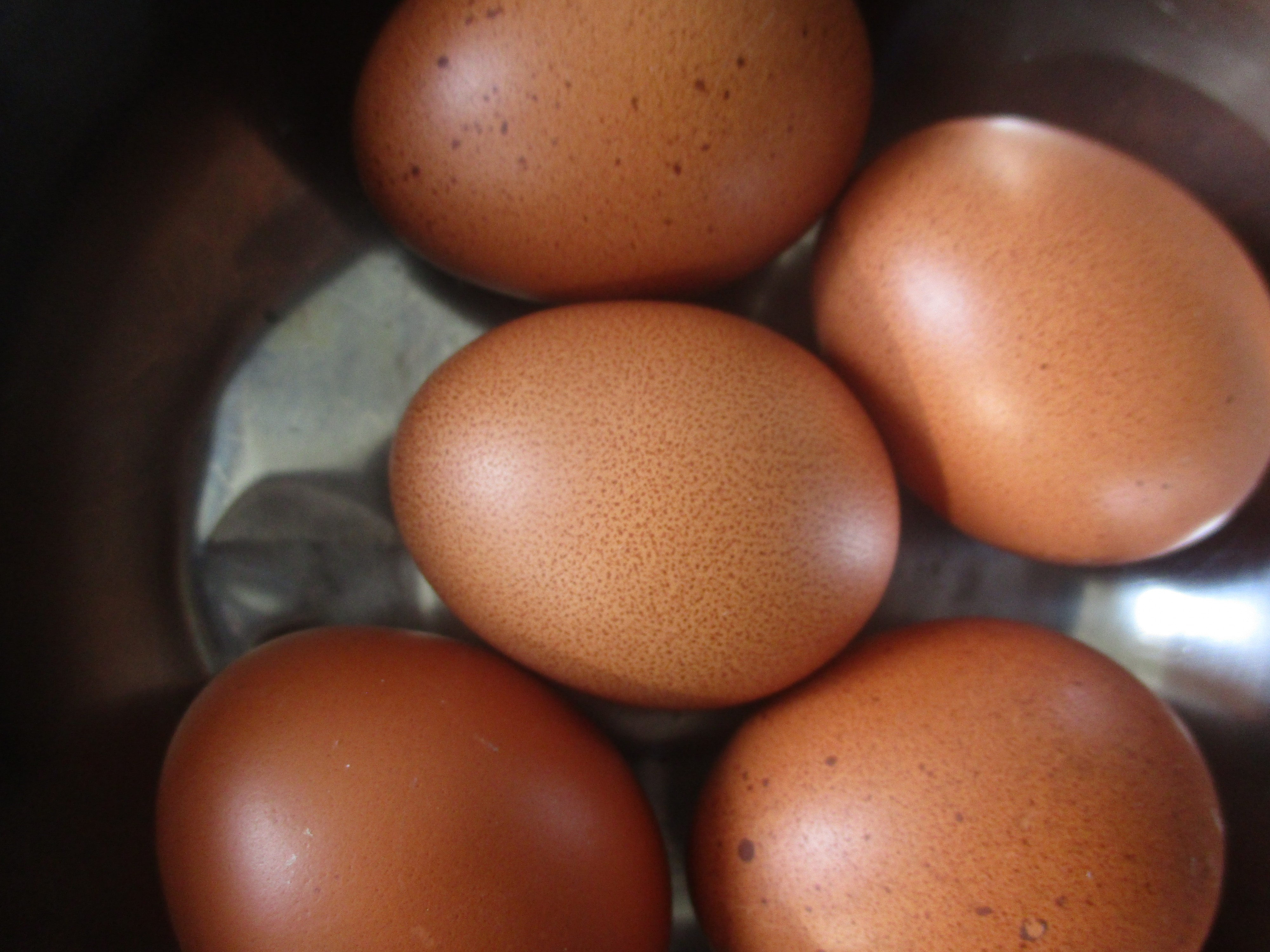 Œufs de marans