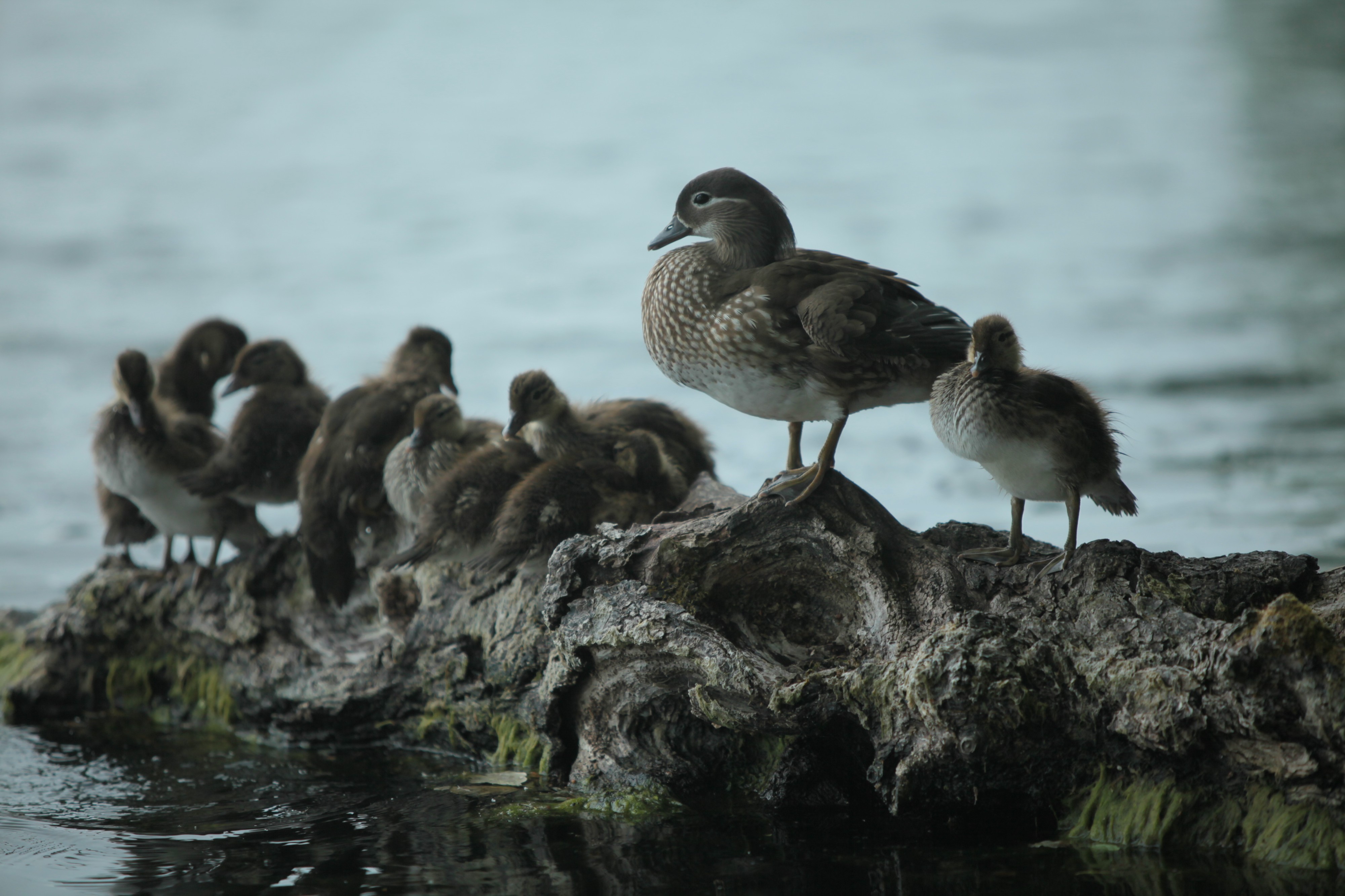 Aix galericulata with ducklings