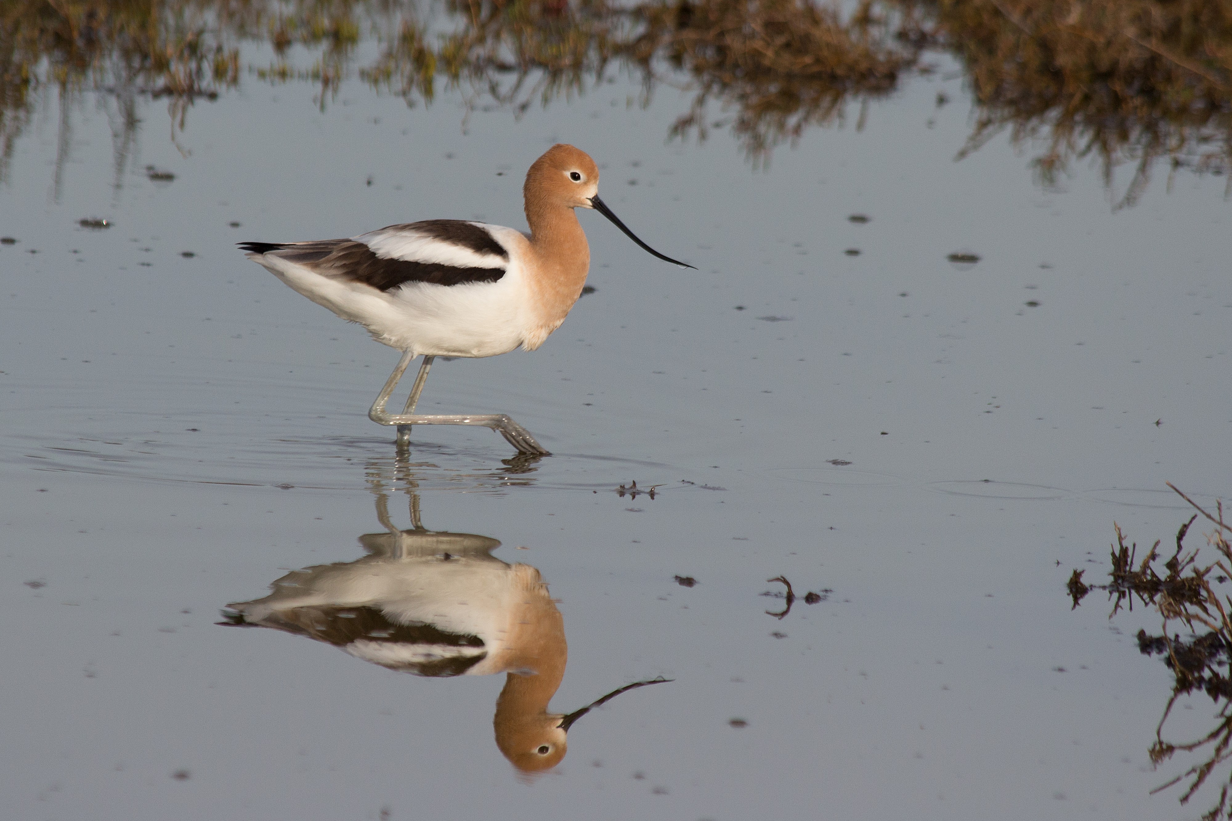 American Avocet (8608368102)