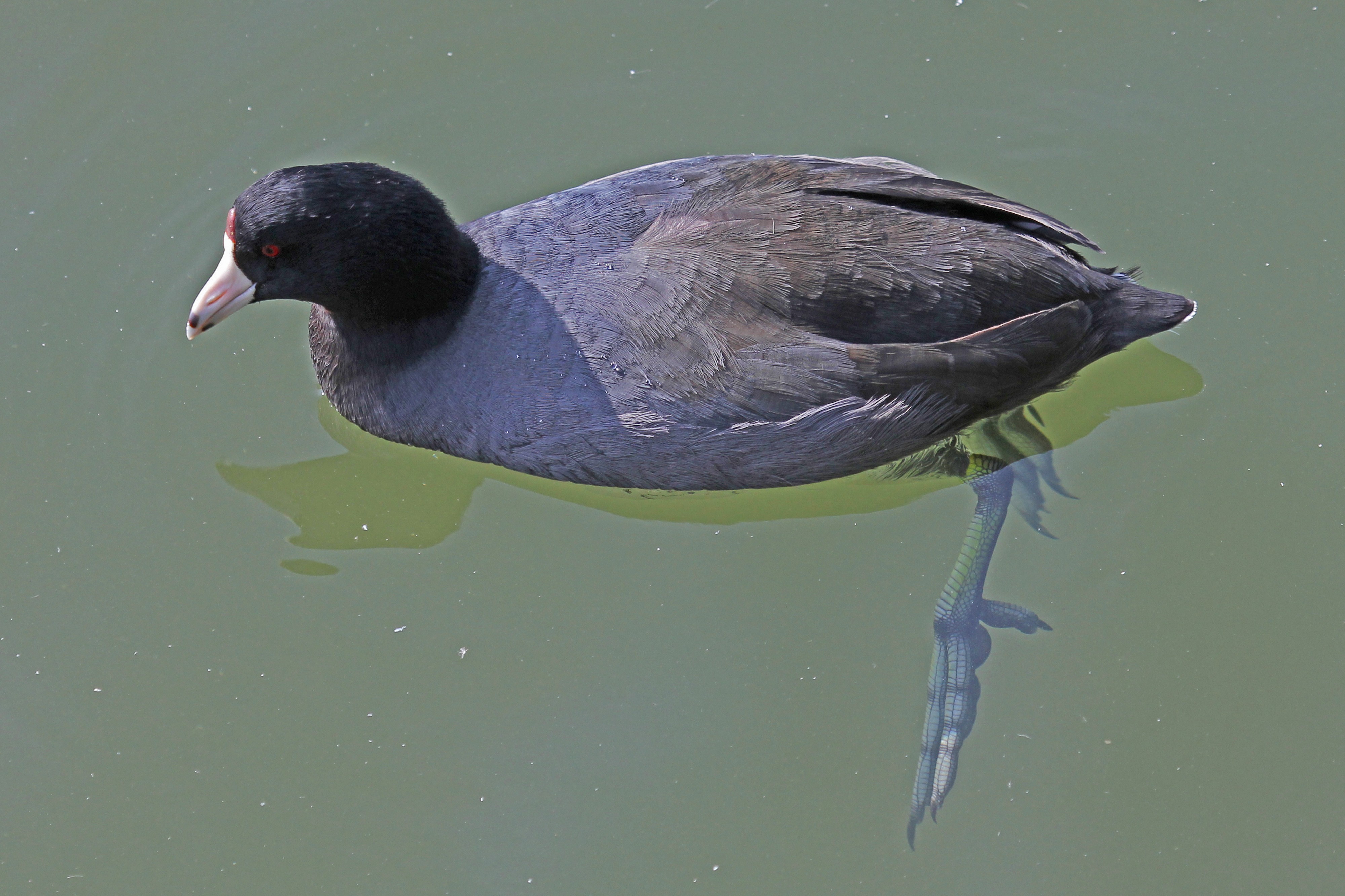 American Coot - Reifel Refuge, Ladner, British Columbia