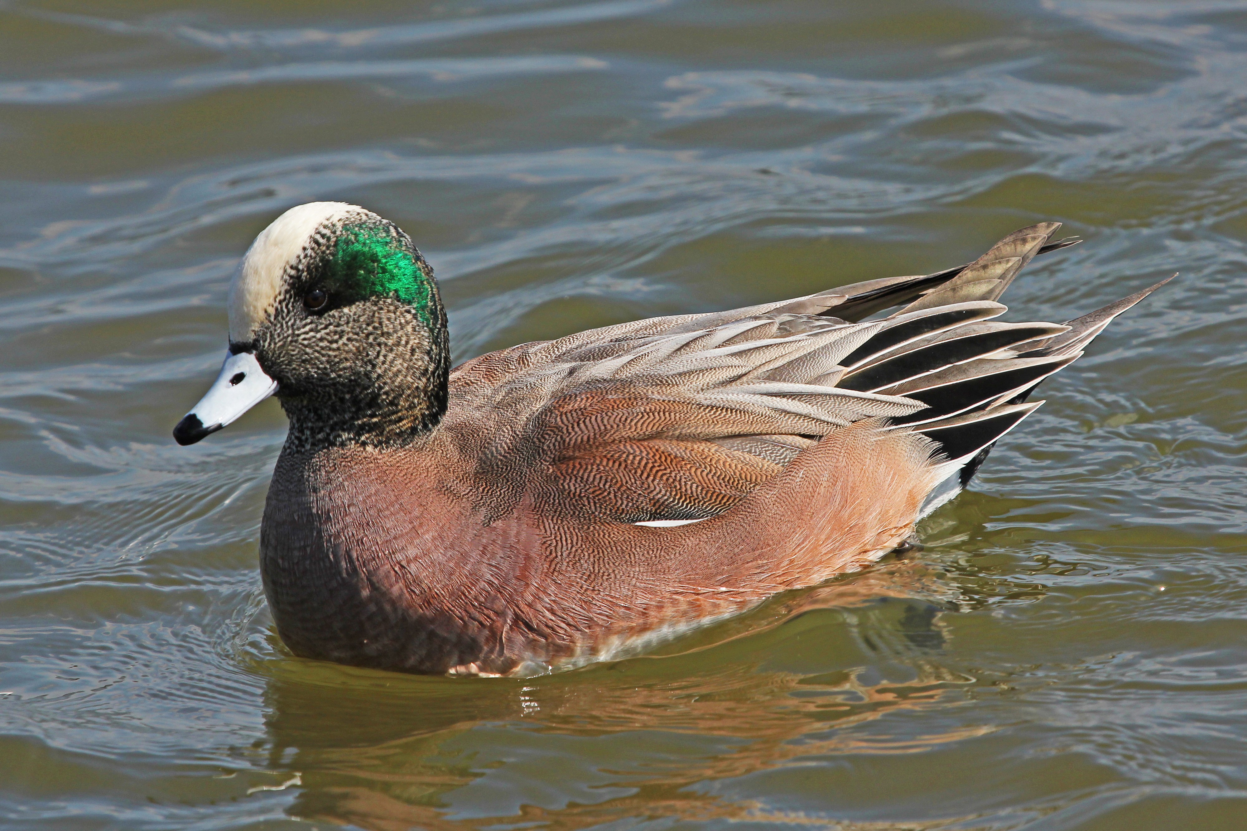 American Wigeon - Anas americana, Oakley Street, Cambridge, Maryland