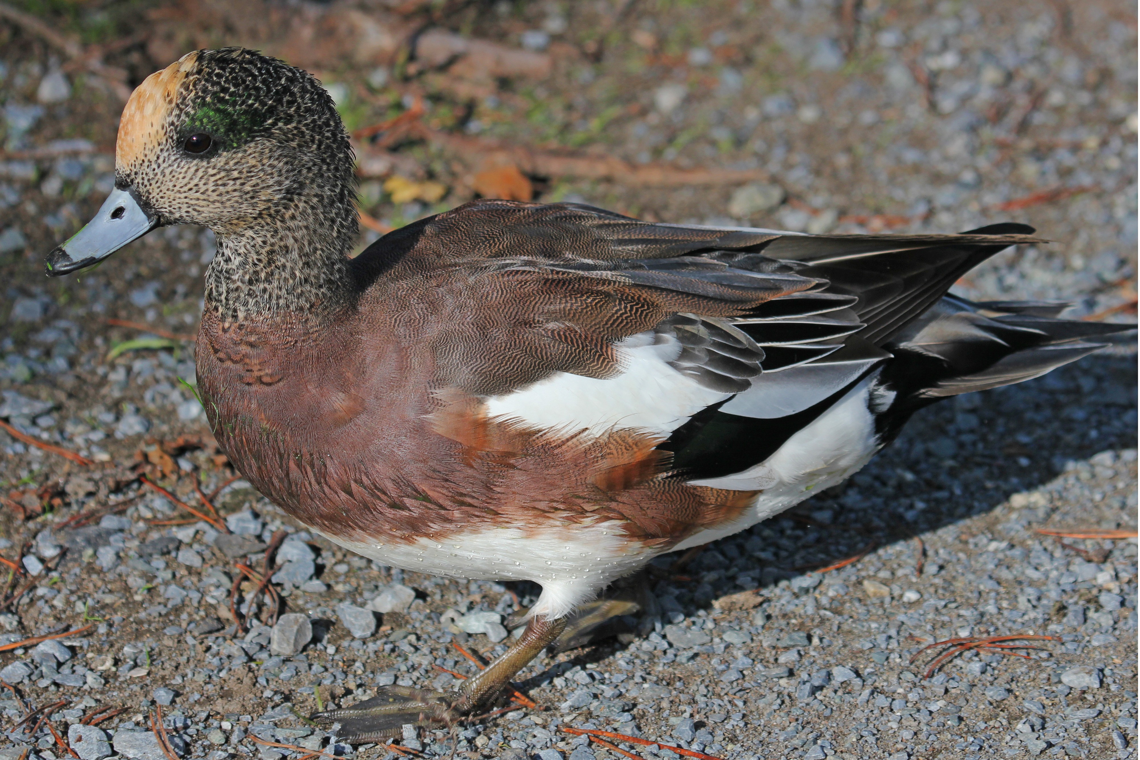 American Wigeon - Reifel Refuge, British Columbia