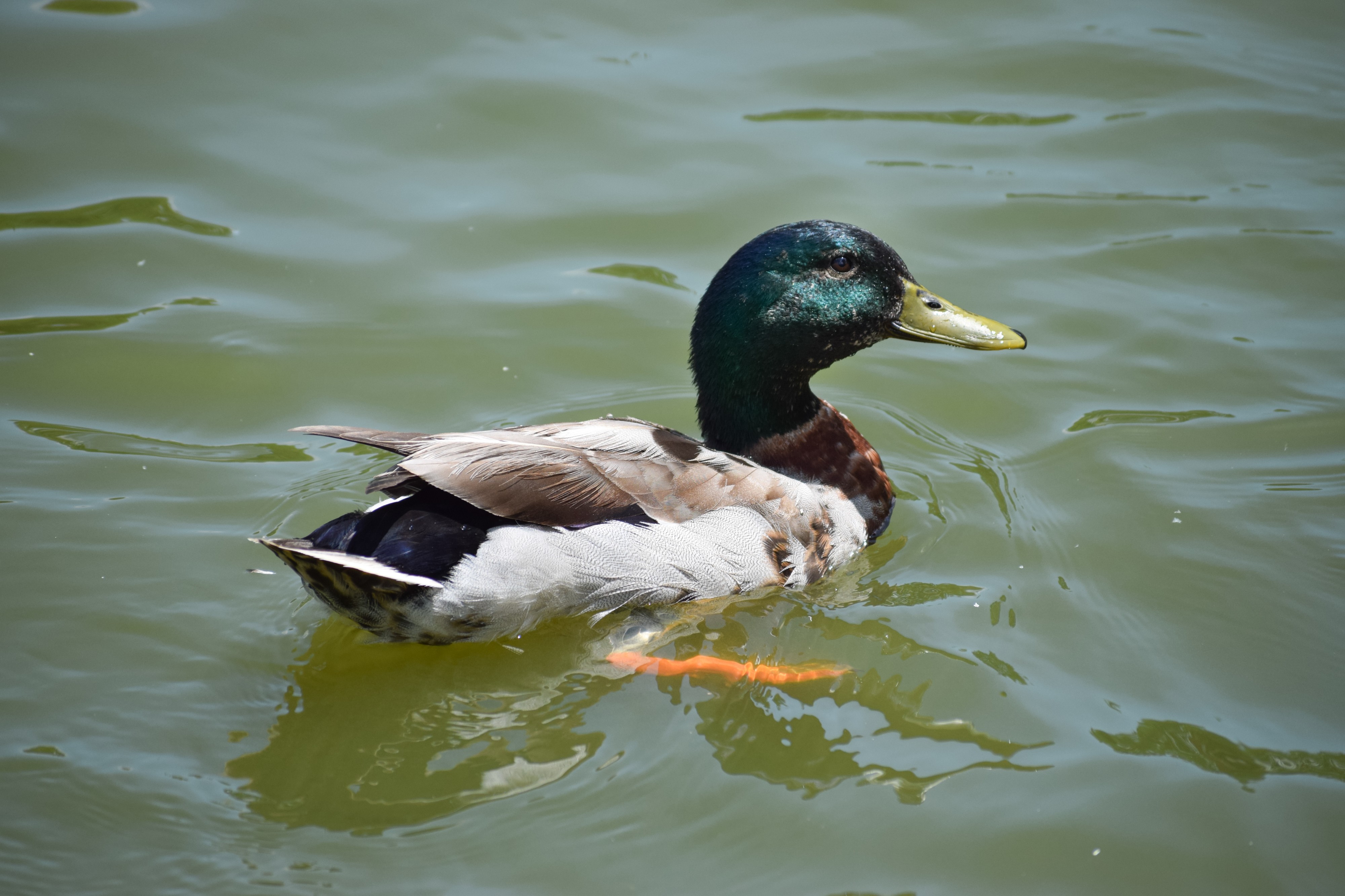 Anas platyrhynchos (Mallard) male swimming 1
