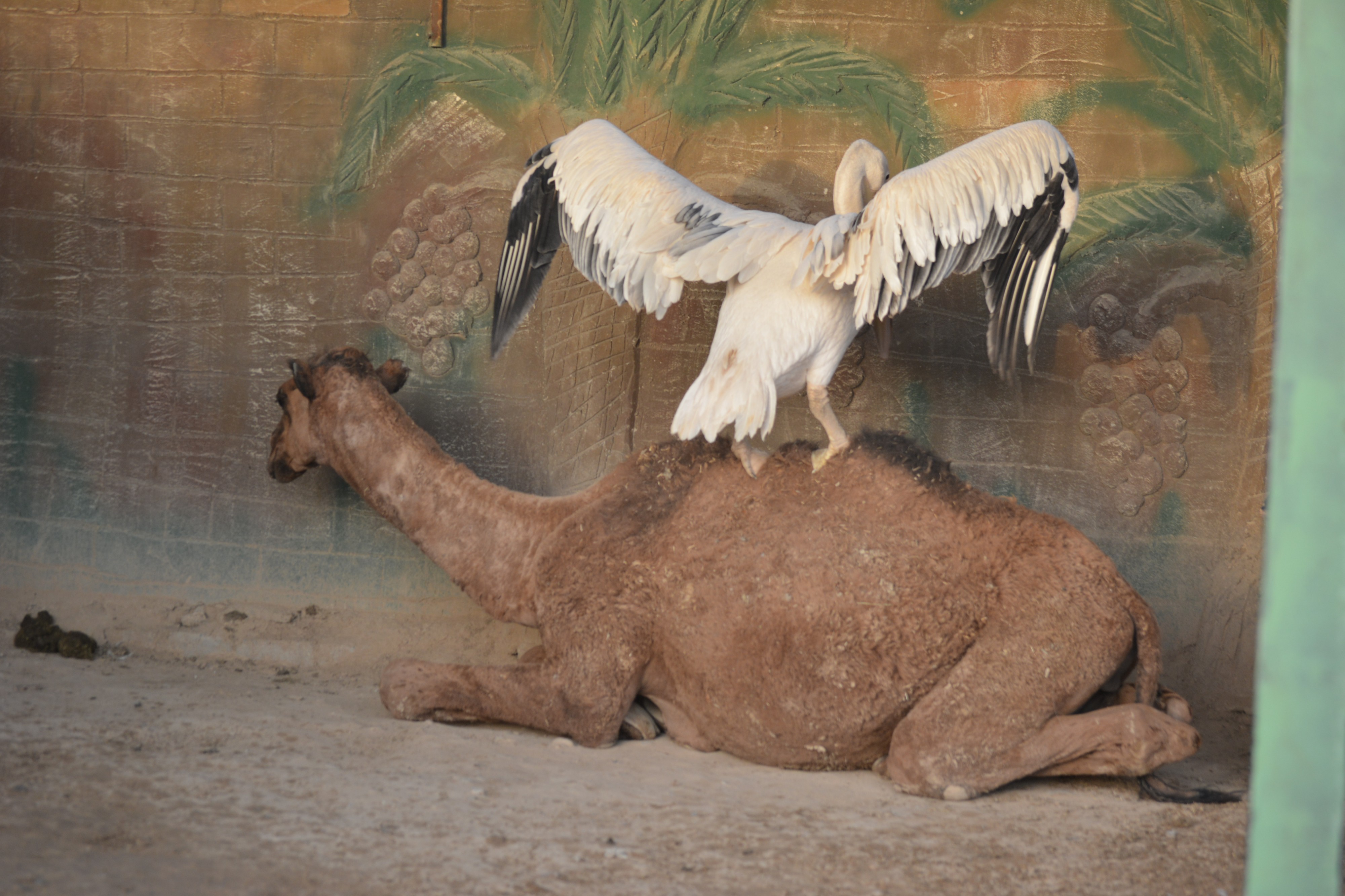 Animal Friendship