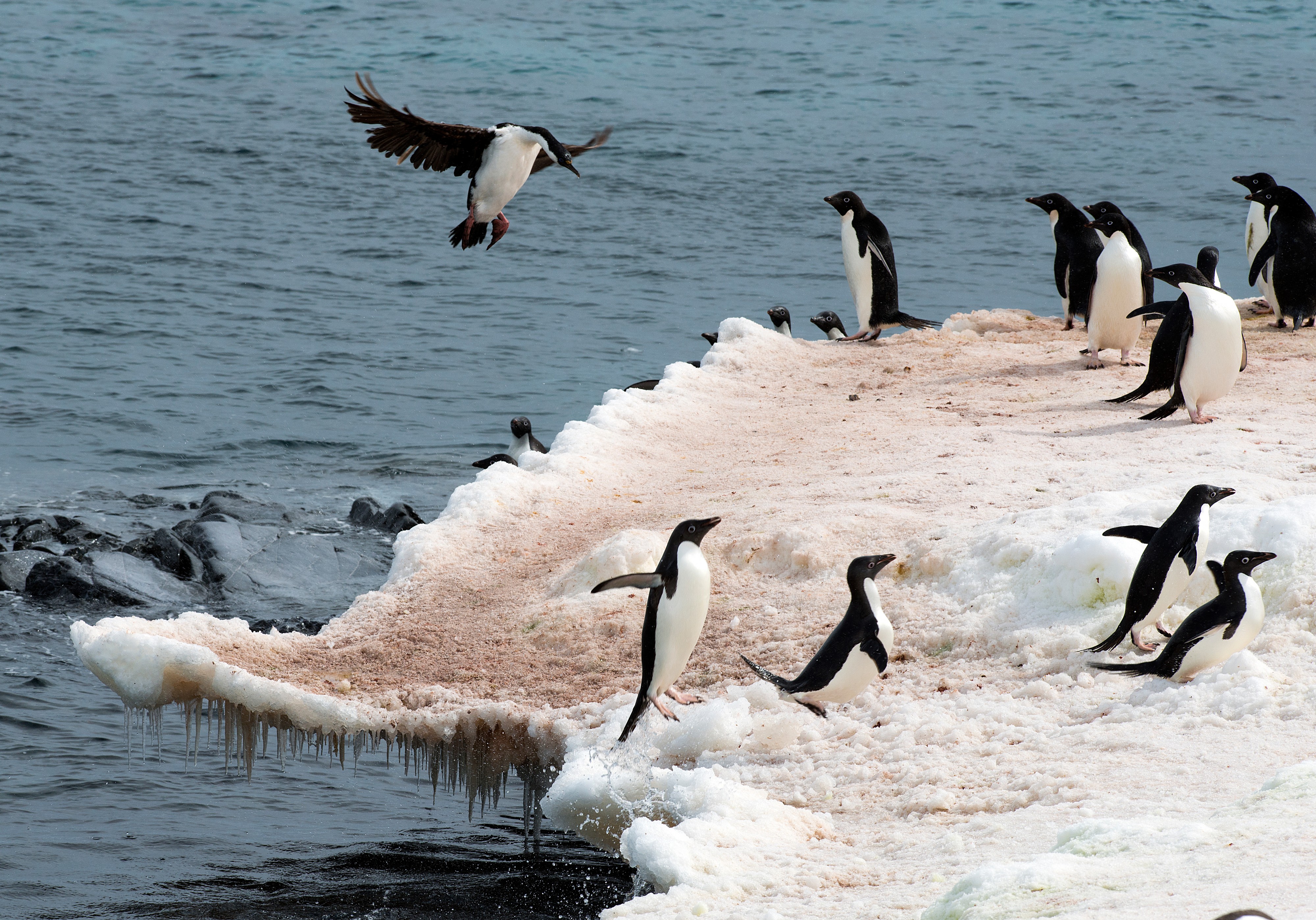 Antarctica 2013 Journey to the Crystal Desert (8370629970)