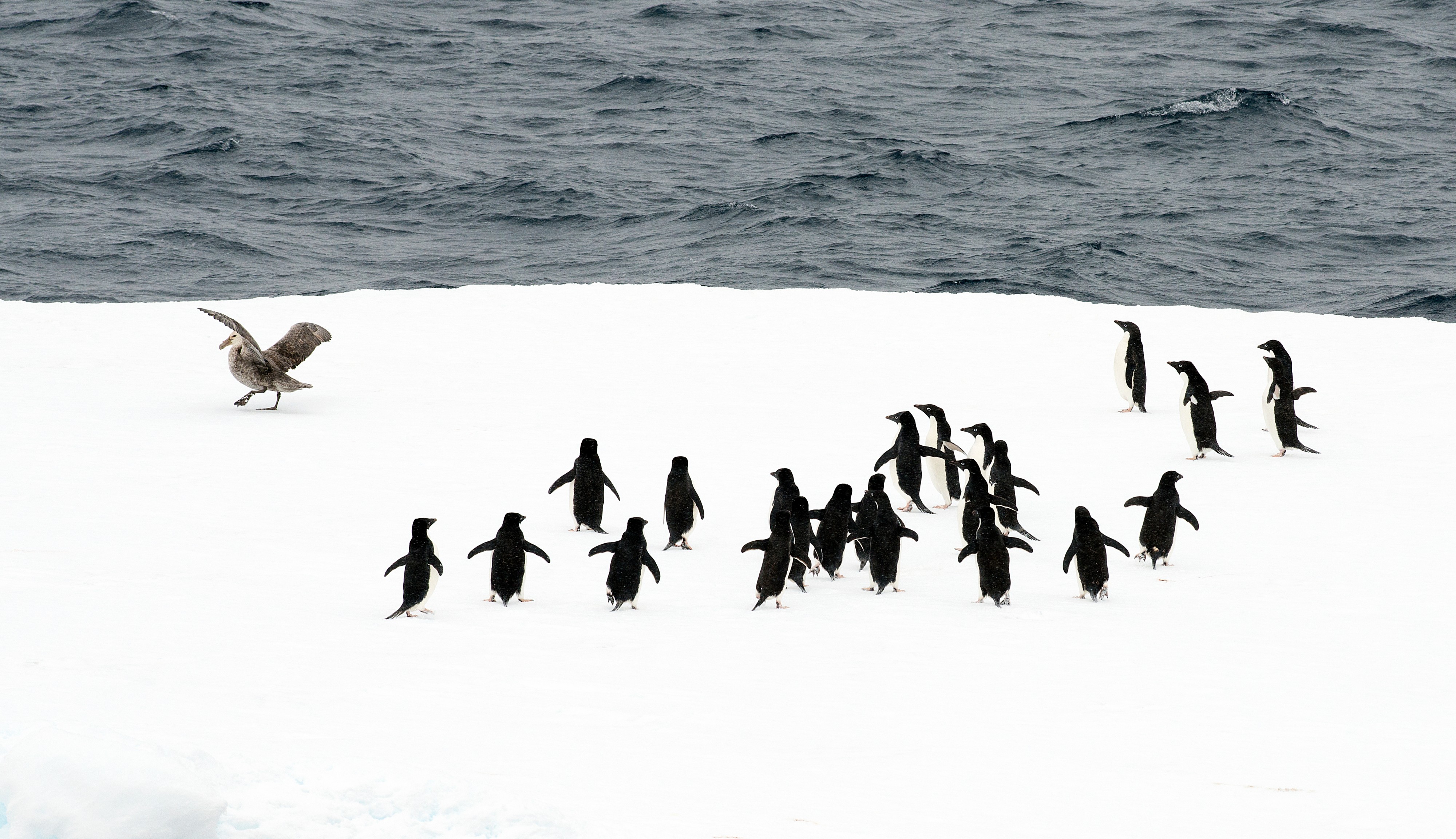 Antarctica 2013 Journey to the Crystal Desert (8370632940)