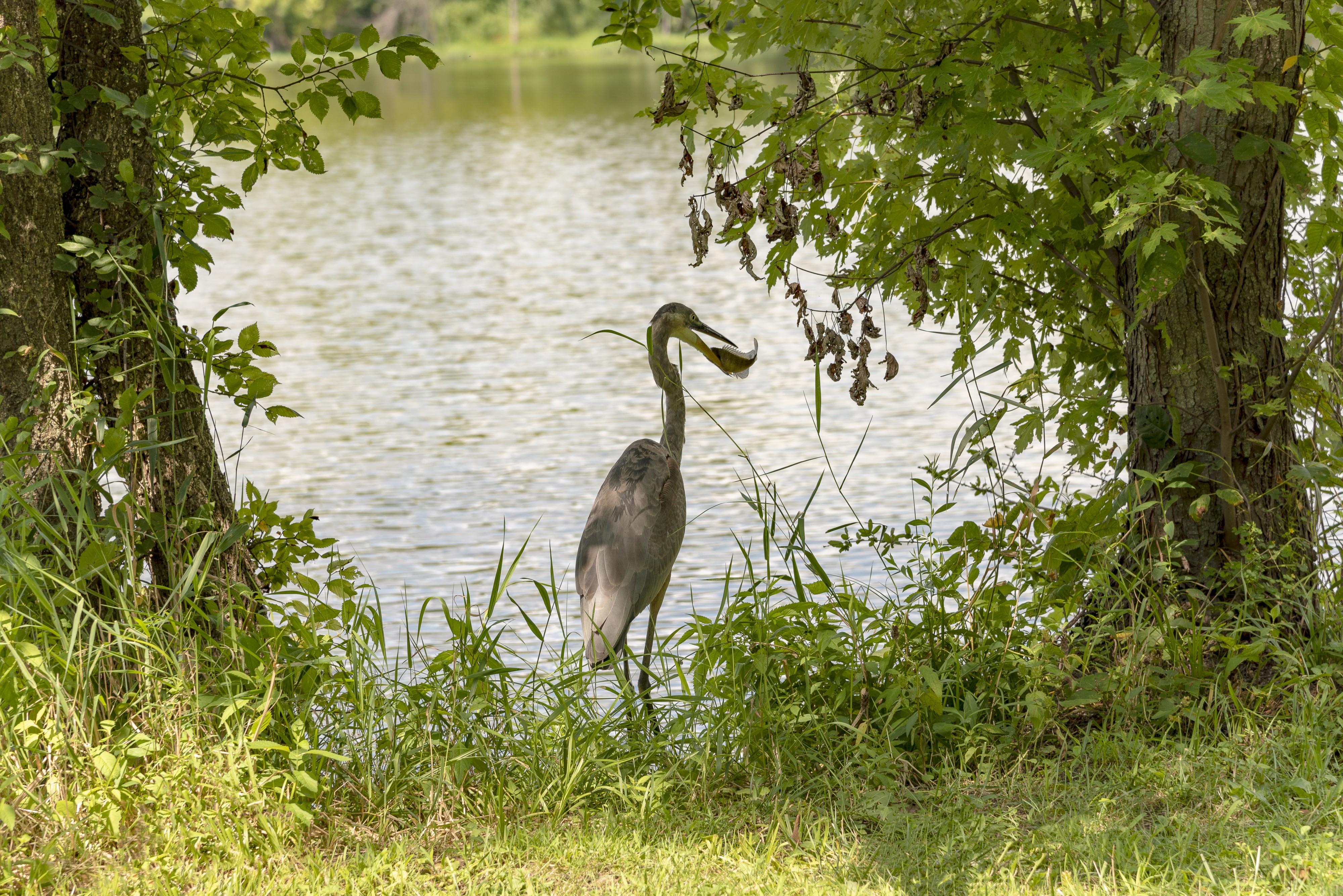 Ardea herodias feeding in Heron pond 1