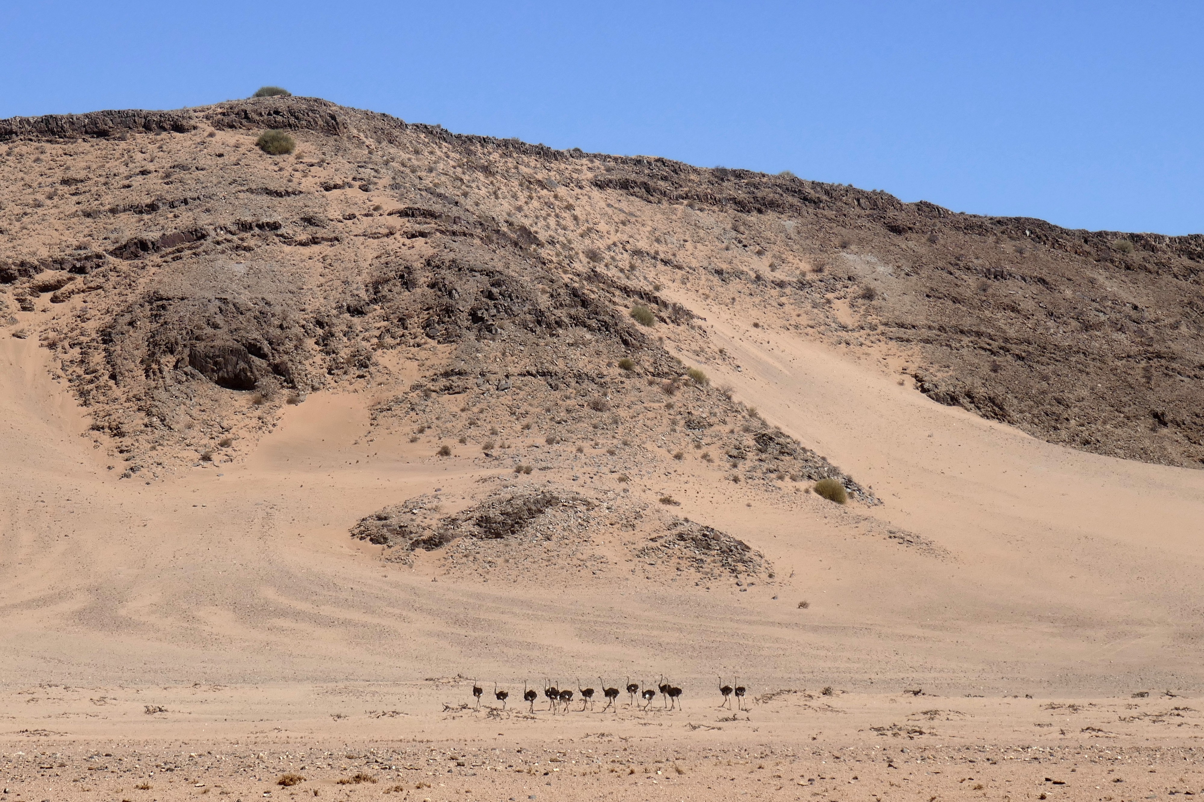 Autruches-Damaraland (1)