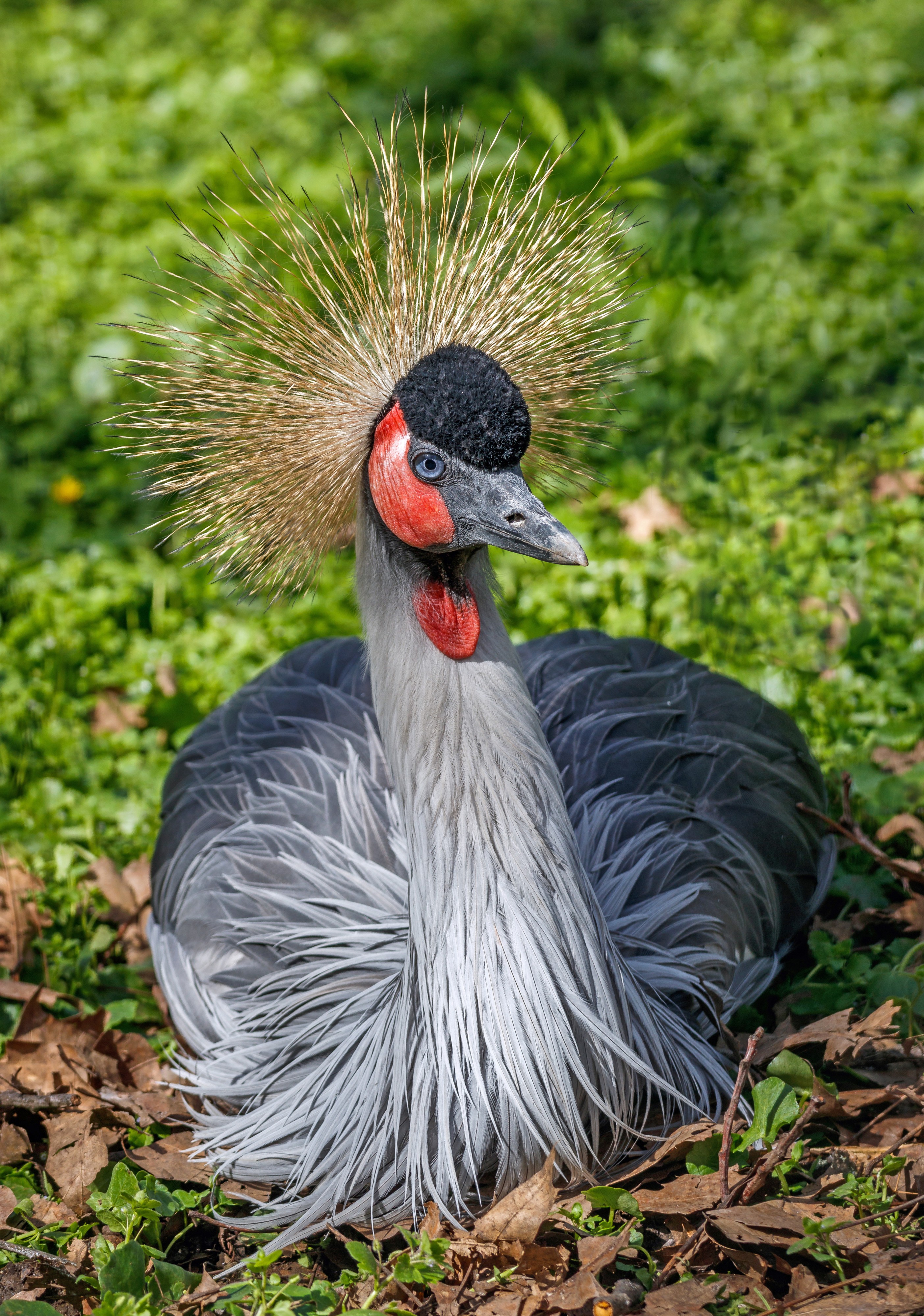 Balearica regulorum - Karlsruhe Zoo 02