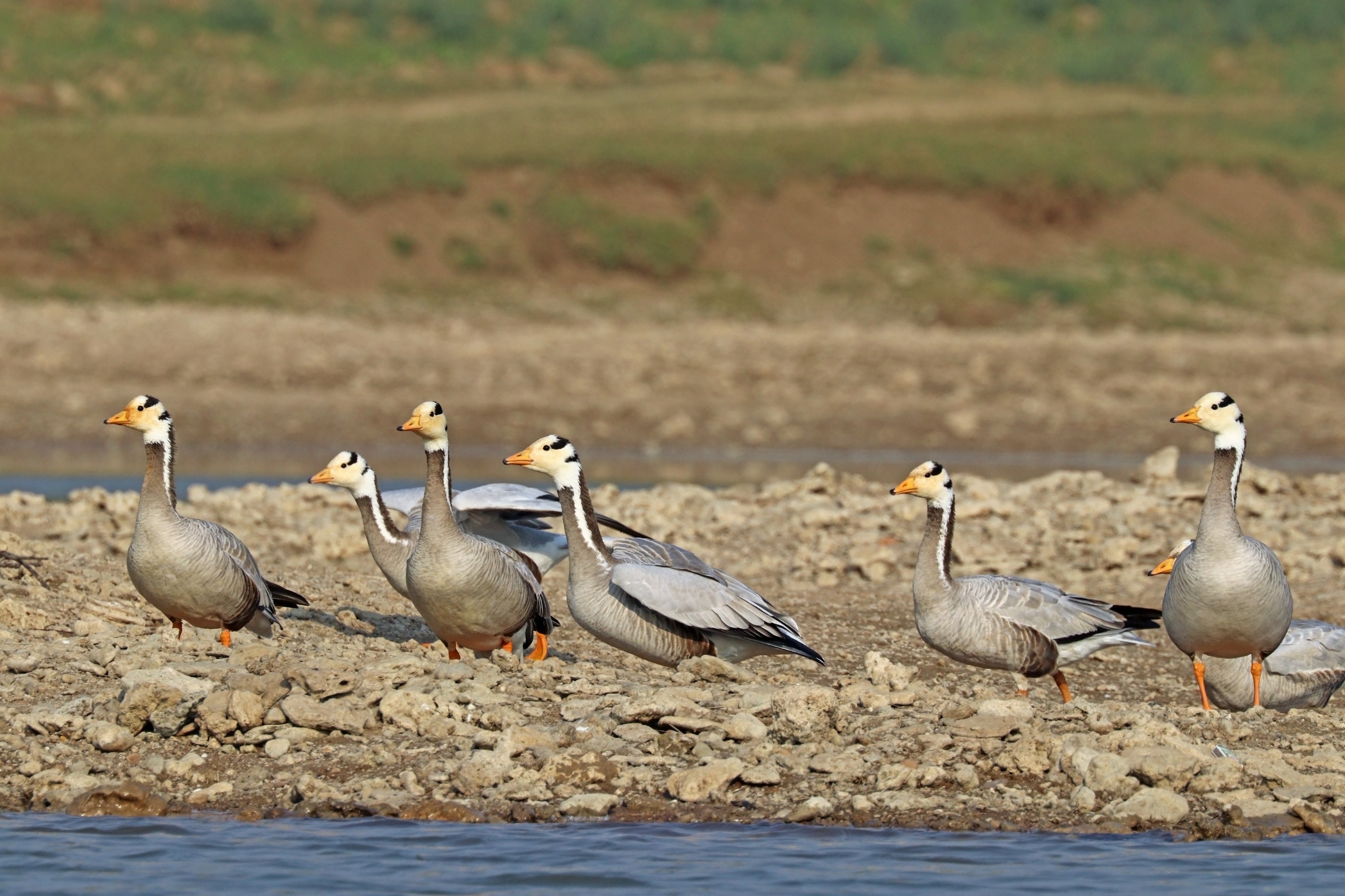 Bar-headed geese (Anser indicus)