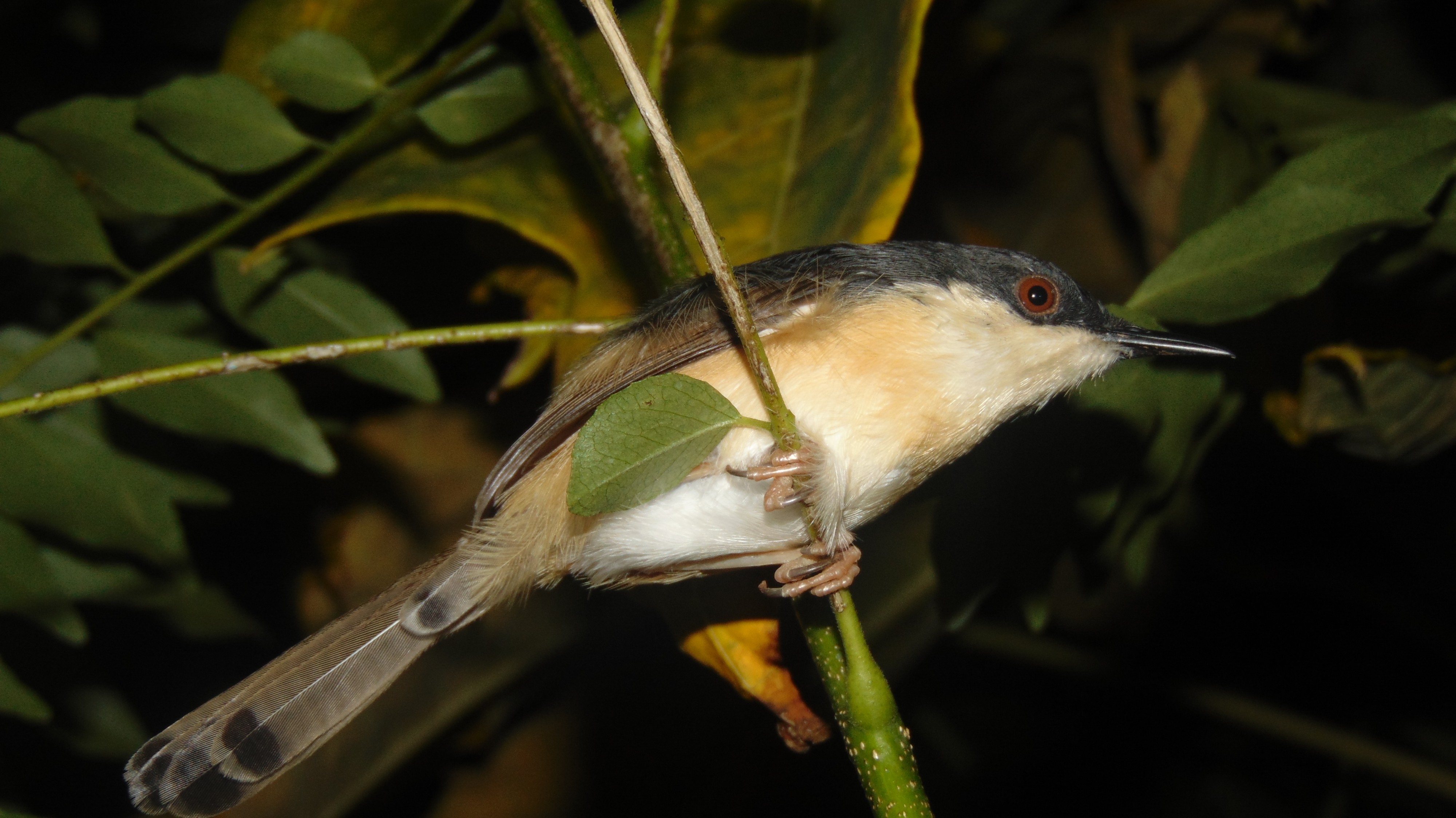 Beauty of a shimoga bird
