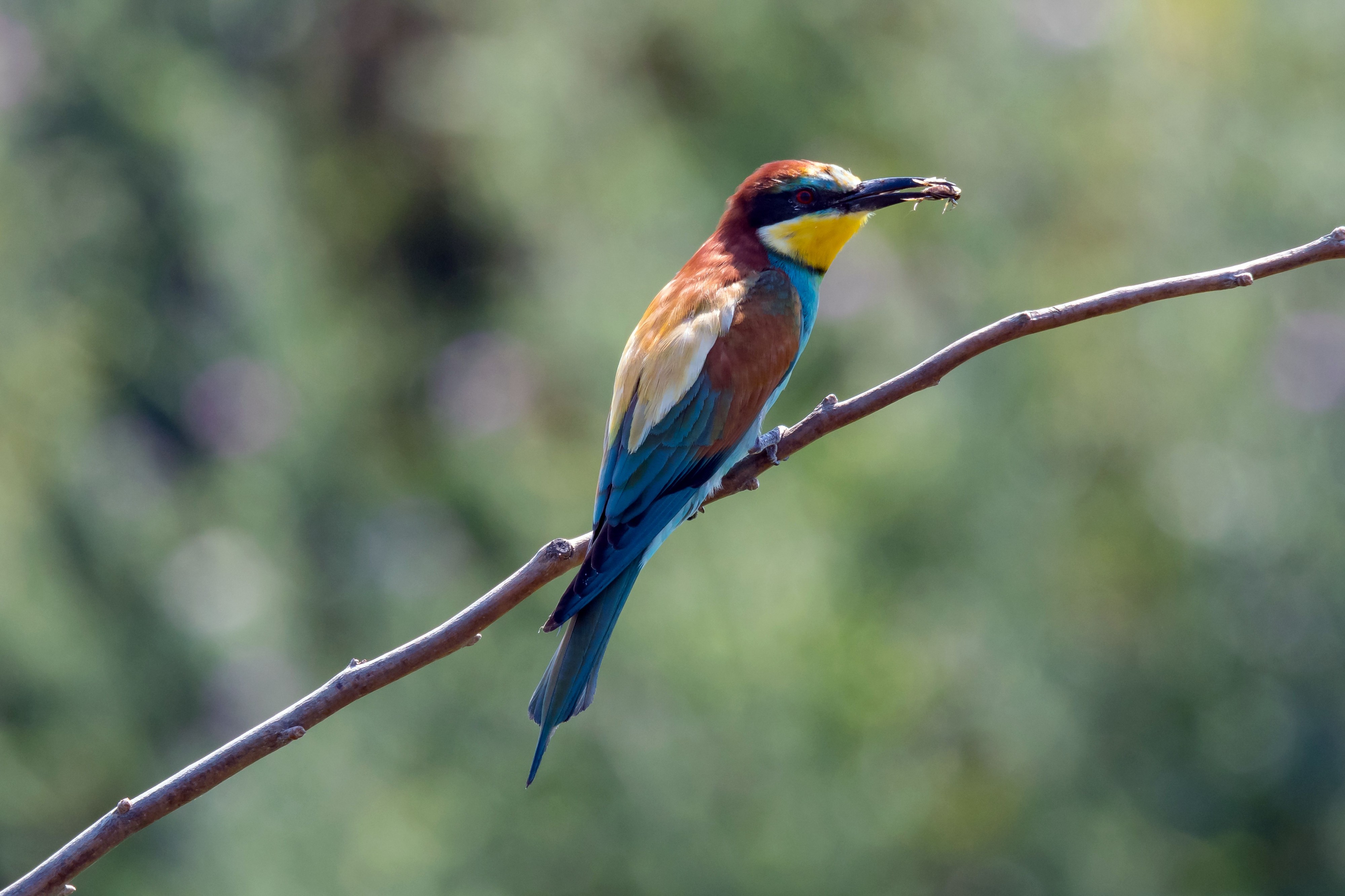 Bienenfresser Merops apiaster-0972