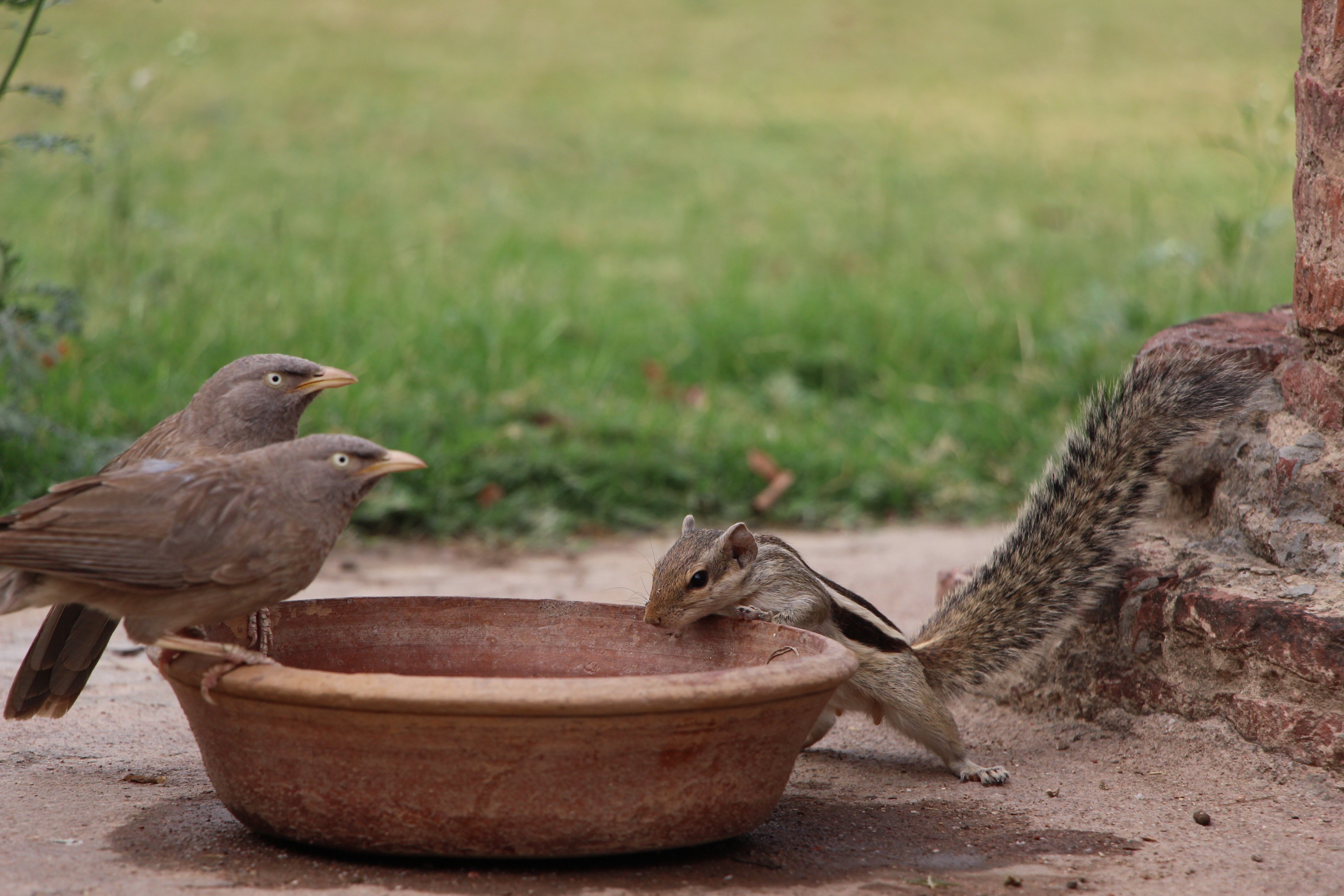 Birds and a squirrel