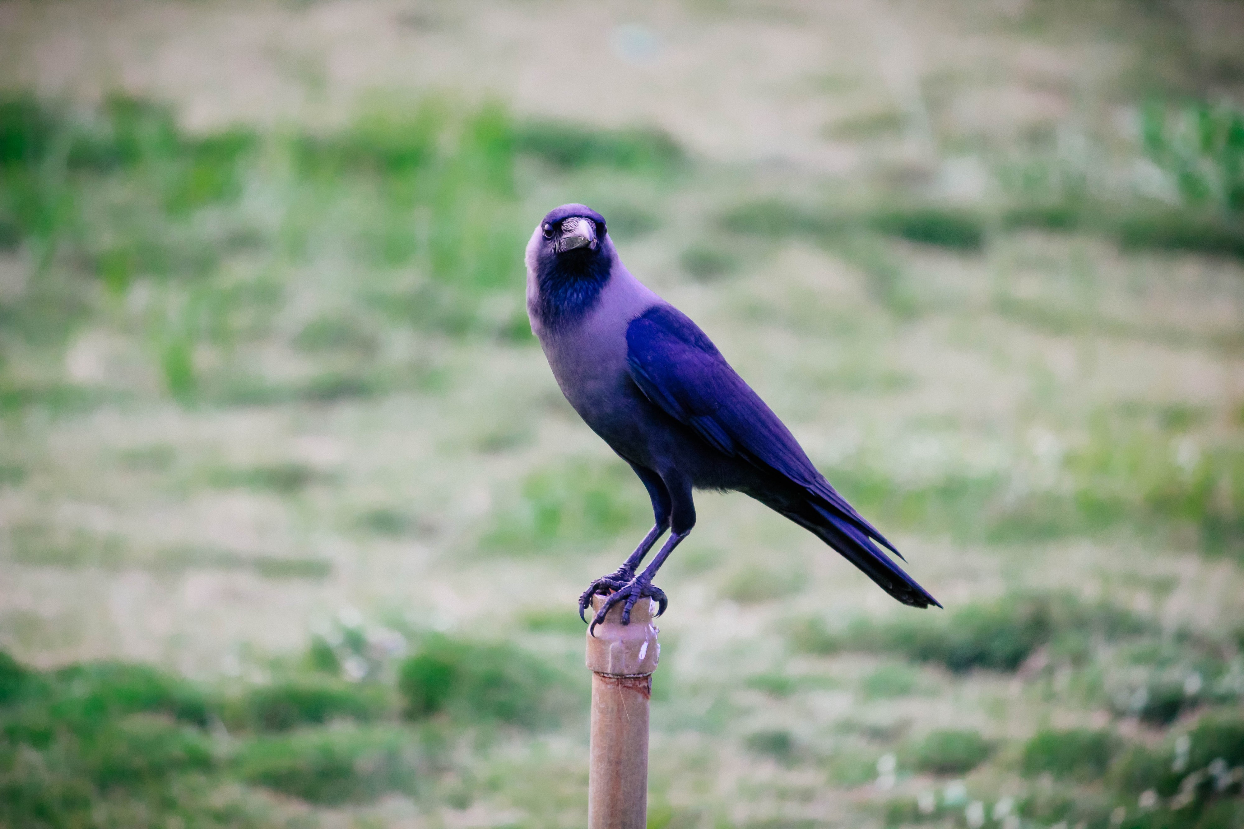 Black crow1