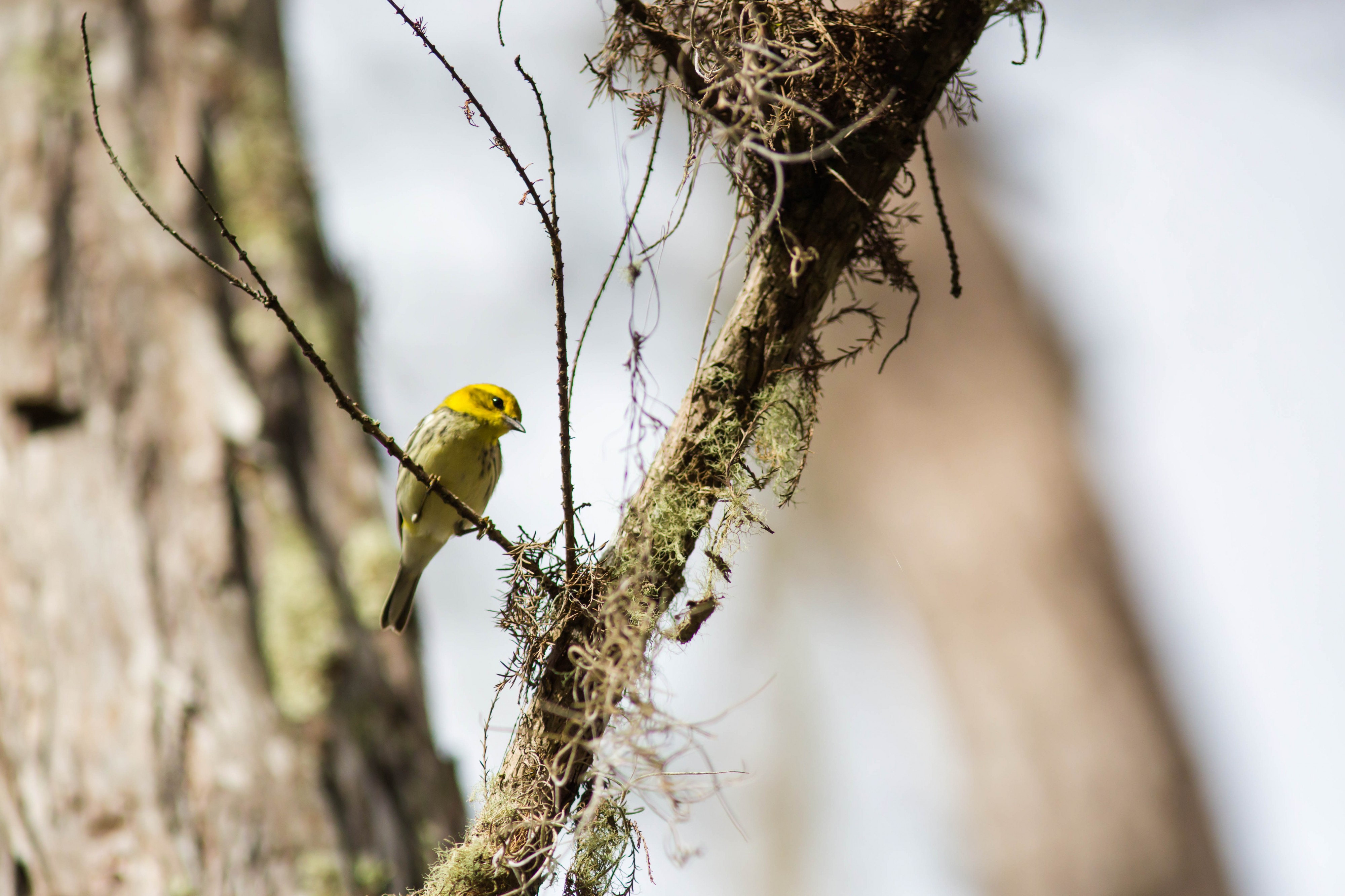 Black-throated green warbler (24377697494)