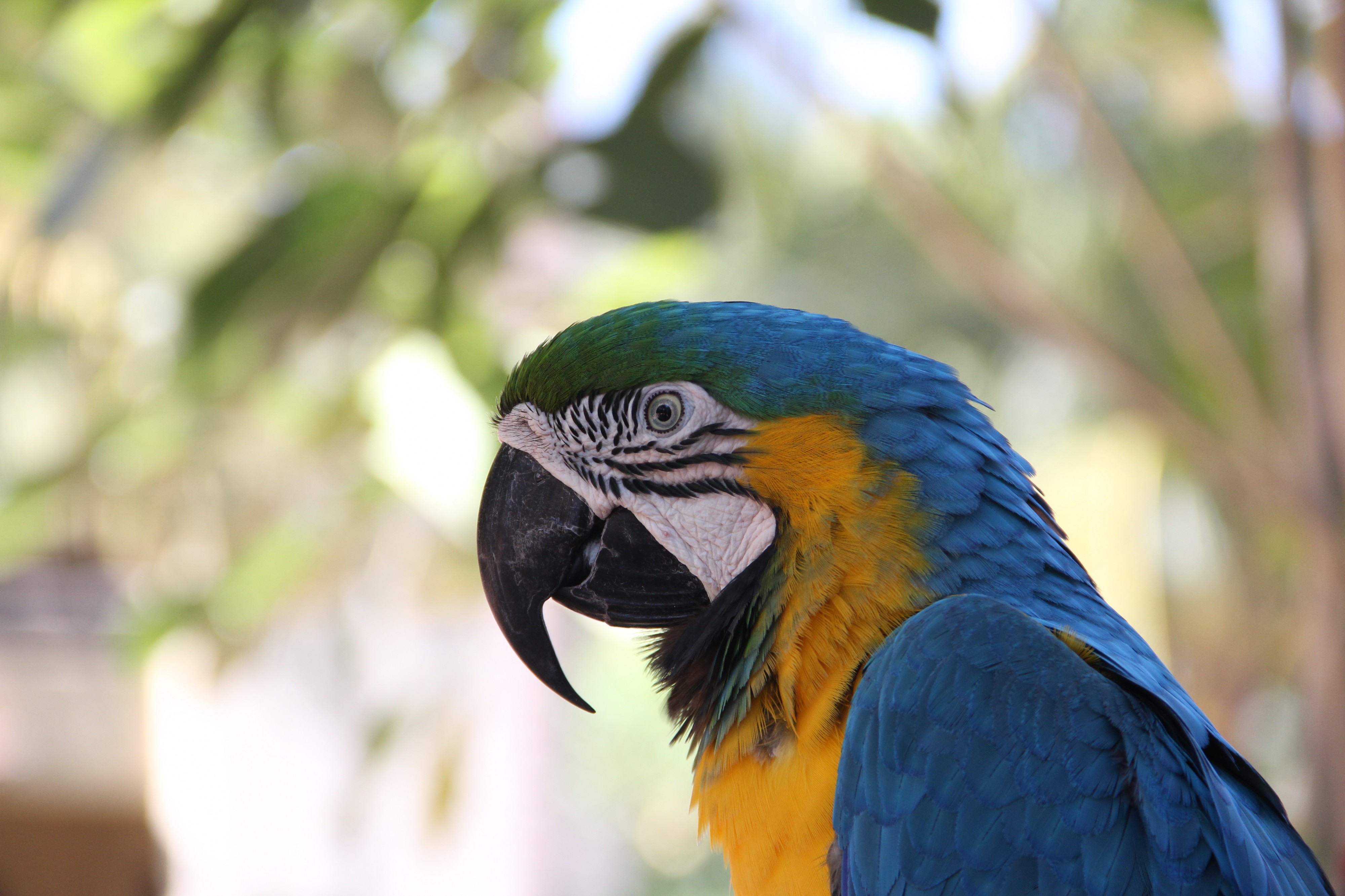 Blue-and-yellow Macaw 2